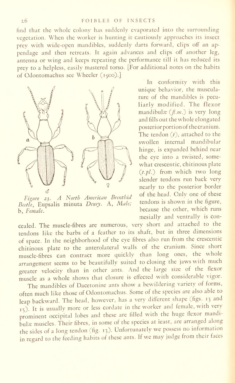 find that the whole colony has suddenly evaporated into the surrounding vegetation. When the worker is hunting it cautiously approaches its insect prey with wide-open mandibles, suddenly darts forward, clips off an ap¬ pendage and then retreats. It again advances and clips off another leg, antenna or wing and keeps repeating the performance till it has reduced its prey to a helpless, easily mastered torso. [For additional notes on the habits of Odontomachus see W heeler (1900).] In conformity with this unique behavior, the muscula¬ ture of the mandibles is pecu¬ liarly modified. The flexor mandibular ([flan.) is very long and fills out the whole elongated posterior portion of thecranium. The tendon (/■), attached to the swollen internal mandibular hinge, is expanded behind near the eye into a twisted, some- what crescentic, chitinous plate (t.pl.) from which two long slender tendons run back very nearly to the posterior border of the head. Only one of these tendons is shown in the figure, because the other, which runs mesially and ventrally is con- Figure 23. A North American Brent bid Beetle, Eupsalis minuta Drury. A, Male; b, Female. cealed. The muscle-fibres are numerous, very short and attached to the tendons like the barbs of a feather to its shaft, but in three dimensions of space. In the neighborhood of the eye fibres also run from the crescentic chitinous plate to the anterolateral walls of the cranium. Since short muscle-fibres can contract more quickly than long ones, the whole arrangement seems to be beautifully suited to closing the jaws with much greater velocity than in other ants. And the large size of the flexor muscle as a whole shows that closure is effected with considerable \igoi. The mandibles of Dacetonine ants show a bewildering variety of forms, often much like those of Odontomachus. Some of the species are also able to leap backward. The head, however, has a very different shape (figs. 13 and 15). It is usually more or less cordate in the worker and female, with very prominent occipital lobes and these are filled with the huge flexor mandi- buhe muscles. Their fibres, in some of the species at ieast, are arranged along the sides of a long tendon (fig. 13). Unfortunately we possess no information in regard to the feeding habits of these ants. If we may judge from their faces