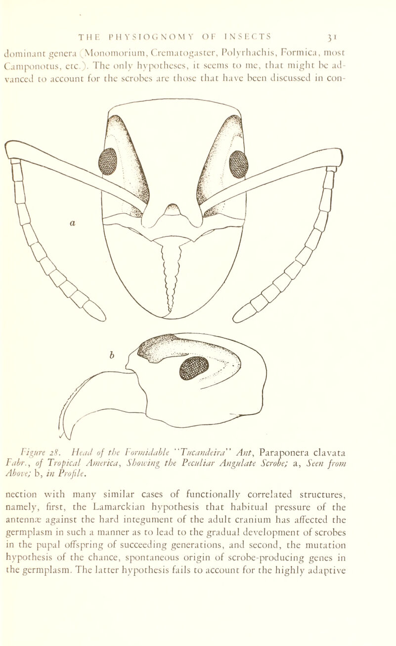 dominant genera (Monomorium, Crematogaster, Polyrhachis, Formica, most Camponotus, etc.)- The only hypotheses, it seems to me, that might be ad¬ vanced to account for the scrobes are those that have been discussed in con- Figure 28. Head of the Formidable Tucandeira Ant, Paraponera clavata Fabr., of Tropical America, Showing the Peculiar Angulate Scrobe; a, Seen from Above; b, in Profile. nection with many similar cases of functionally correlated structures, namely, first, the Lamarckian hypothesis that habitual pressure of the antennae against the hard integument of the adult cranium has affected the germplasm in such a manner as to lead to the gradual development of scrobes in the pupal offspring of succeeding generations, and second, the mutation hypothesis of the chance, spontaneous origin of scrobe-producing genes in the germplasm. The latter hypothesis fails to account for the highly adaptive