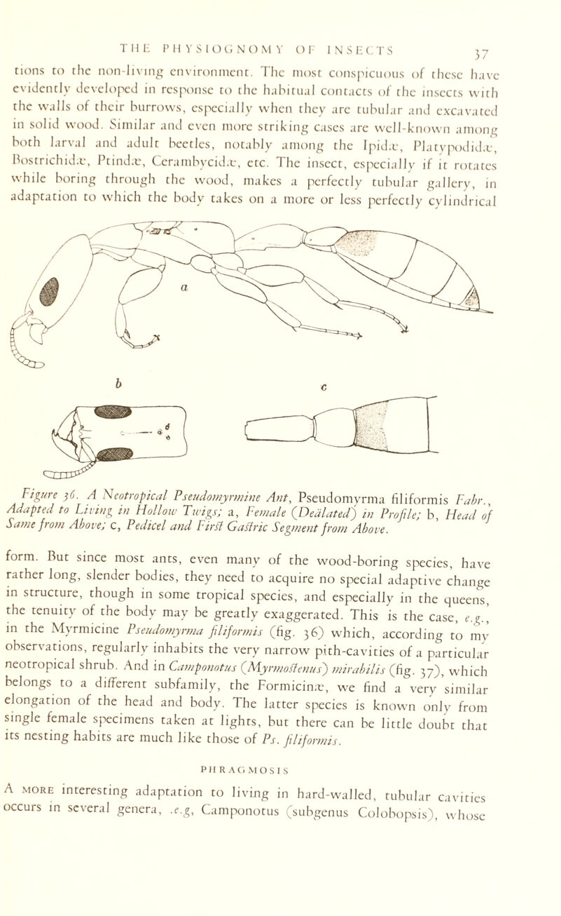 tions to the non-living environment. The most conspicuous of these have evidently developed in response to the habitual contacts of the insects with the walls of their burrows, especially when they are tubular and excavated in solid wood. Similar and even more striking cases are well-known among both larval and adult beetles, notably among the Ipiditr, Platypodidre, Bostrichidae, Ptindne, Ceram bye id a:, etc. The insect, especially if it rotates while boring through the wood, makes a perfectly tubular gallery, in adaptation to which the body takes on a more or less perfectly cylindrical Figure $6. A Neotropical Pseudomyrmine Ant, Pseudomyrma filiform is Fabr., Adapted to Living in Hollow Twigs; a, Female (Dealated) in Profile; b, Head of Same ft om Above, c, Pedicel and FitSt Gaft vie Segment from Above. form. But since most ants, even many of the wood-boring species, have rather long, slender bodies, they need to acquire no special adaptive change in structure, though in some tropical species, and especially in the queens, the tenuity of the body may be greatly exaggerated. This is the case, e.g., in the Myrmicine Pseudomyrma filiformis (fig. 36) which, according to my observations, regularly inhabits the very narrow pith-cavities of a particular neotropical shrub. And in Camponotus (Myrmoffenus) mirabilis (fig. 37), which belongs to a different subfamily, the Formicime, we find a very similar elongation of the head and body. The latter species is known only from single female specimens taken at lights, but there can be little doubt that its nesting habits are much like those of Ps. filiformis. PH RAGMOSIS A more interesting adaptation to living in hard-walled, tubular cavities occurs in several genera, .e.g, Camponotus (subgenus Colobopsis), whose