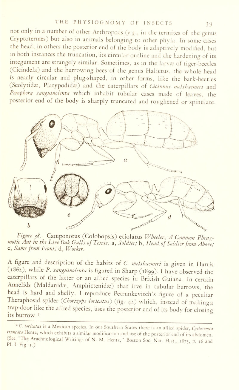 not only in a number of other Arthropods (e.g., in the termites of the genus Cryptotermcs) but also in animals belonging to other phyla. In some cases the head, in others the posterior end of the body is adaptively modified, but in both instances the truncation, its circular outline and the hardening of its integument are strangely similar. Sometimes, as in the larva; of tiger-beetles (Cicindela) and the burrowing bees of the genus Halictus, the whole head is nearly circular and plug-shaped, in other forms, like the bark-beetles (Scolytidx, Platypodidie) and the caterpillars of Cicintius mcls baemeri and Peropbora sanguinolenta which inhabit tubular cases made of leaves, the posterior end of the body is sharply truncated and roughened or spinulate. Figure }8. Camponotus (Colobopsis) etiolatus Wheeler, A Common Phrag- motic Ant in the Live Oak Galls op Texas, a, Soldier; b, Head of Soldier from Above; c, Same from Front; d, Worker. A figure and description of the habits of C. melshaemeri is given in Harris (1861), while P. sanguinolenta is figured in Sharp (1899). I have observed the caterpillars of the latter or an allied species in British Guiana. In certain Annelids (Maldankke, Amphictenidie) that live in tubular burrows, the head is hard and shelly. I reproduce Petrunkevitch's figure of a peculiar Theraphosid spider (Cborigops loricatus) (fig. 41) which, instead of makinga trap-door like the allied species, uses the posterior end of its body for closing its burrow.3 3 C. loricatus is a Mexican species. In our Southern States there is an allied spider, Cyclosomia truncata Hentz, which exhibits a similar modification and use of the posterior end of its abdomen. (See The Arachnological Writings of N. M. Hentz,” Boston Soc. Nat. Hist tS7<; n 16 and PI. I. Fig. !.)