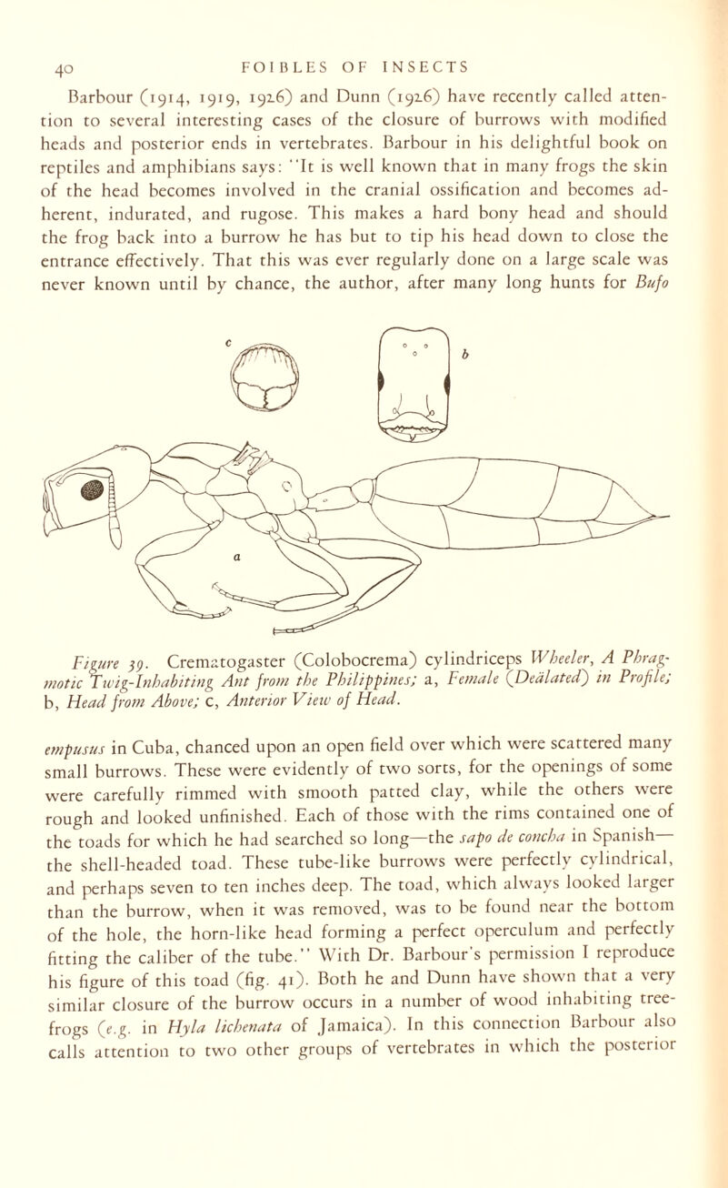 Barbour (1914, 1919, 192-6) and Dunn (1916) have recently called atten¬ tion to several interesting cases of the closure of burrows with modified heads and posterior ends in vertebrates. Barbour in his delightful book on reptiles and amphibians says: It is well known that in many frogs the skin of the head becomes involved in the cranial ossification and becomes ad¬ herent, indurated, and rugose. This makes a hard bony head and should the frog back into a burrow he has but to tip his head down to close the entrance effectively. That this was ever regularly done on a large scale was never known until by chance, the author, after many long hunts for Bufo Figure 39. Crematogaster (Colobocrema) cylindriceps Wheeler, A Phrag- motic Twig-Inhabiting Ant from the Philippines; a, Female {Heal at ed) in PioJiUj b, Head from Above; c, Anterior View of Head. empusus in Cuba, chanced upon an open field over which were scattered many small burrows. These were evidently of two sorts, for the openings of some were carefully rimmed with smooth patted clay, while the others were rough and looked unfinished. Each of those with the rims contained one of the toads for which he had searched so long the sapo de concha in Spanish the shell-headed toad. These tube-like burrows were perfectly cylindrical, and perhaps seven to ten inches deep. The toad, which always looked larger than the burrow, when it was removed, was to be found near the bottom of the hole, the horn-like head forming a perfect operculum and perfectly fitting the caliber of the tube. With Dr. Barbour's permission I reproduce his figure of this toad (fig. 41)- Both he and Dunn have shown that a very similar closure of the burrow occurs in a number of wood inhabiting tree- frogs fe.g. in Hyla lichenata of Jamaica). In this connection Barbour also calls attention to two other groups of vertebrates in which the posterior