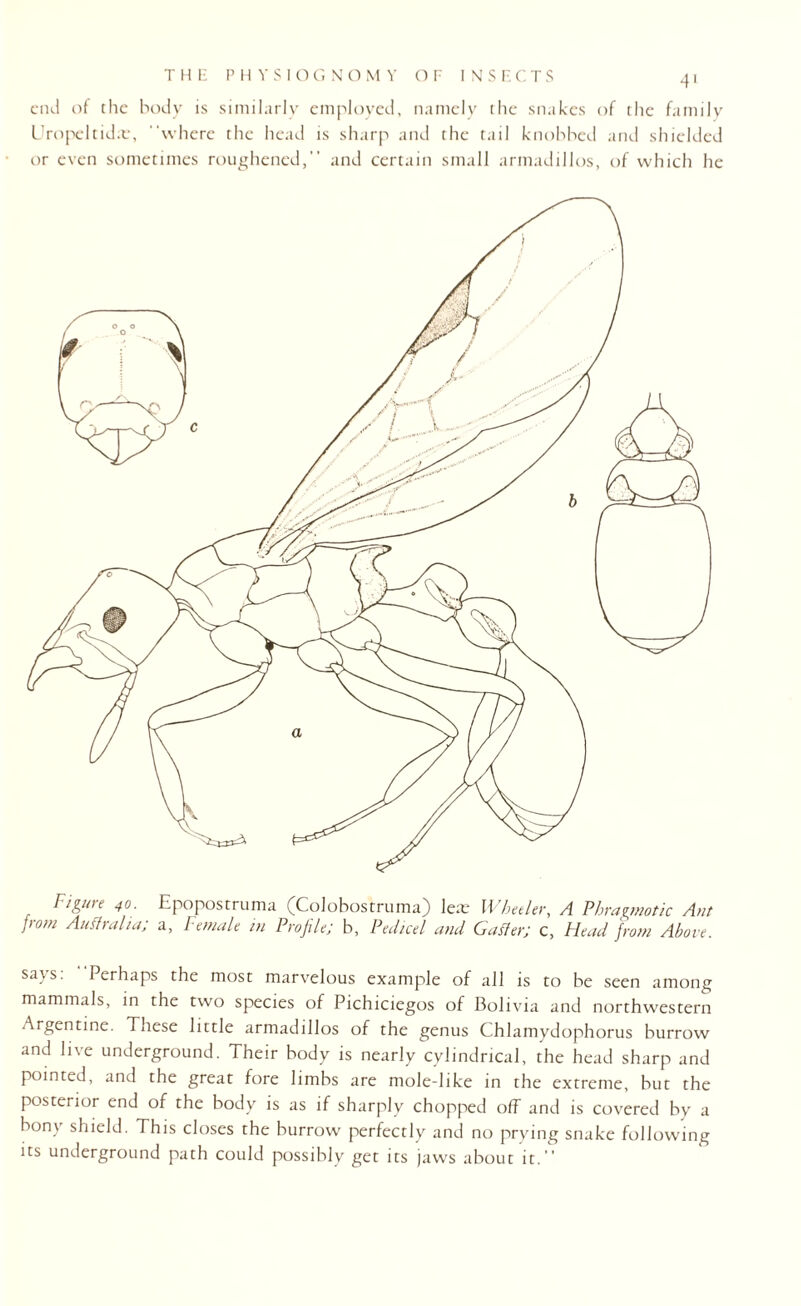 end of the body is similarly employed, namely the snakes of the family Uropeltidte, where the head is sharp and the tail knobbed and shielded or even sometimes roughened, and certain small armadillos, of which he Fiiure 4°; Epopostruma (Colobostruma) lea: Wheeler, A Phragmotic Ant J,om Australia, a, Female in Profile; b. Pedicel and Gaffer; c, Plead from Above. sa\s. Perhaps the most marvelous example of all is to be seen among mammals, in the two species of Pichiciegos of Bolivia and northwestern Argentine. These little armadillos of the genus Chlamydophorus burrow and live underground. Their body is nearly cylindrical, the head sharp and pointed, and the great fore limbs are mole-like in the extreme, but the posterior end of the body is as if sharply chopped off and is covered by a bony shield. This closes the burrow perfectly and no prying snake following its underground path could possibly get its jaws about it.