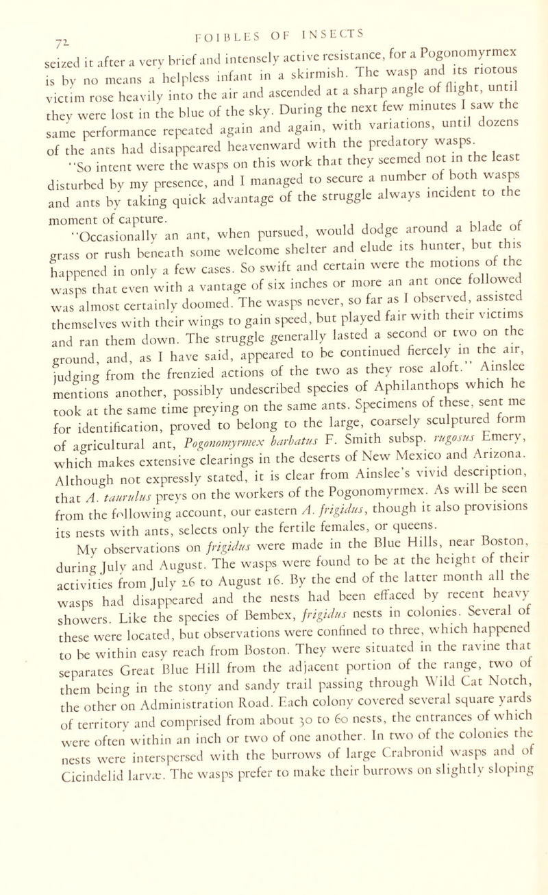 seized it after a very brief and intensely active resistance, for a Pogonomyrmex is bv no means a helpless infant in a skirmish. The wasp and tts notous victim rose heavily into the air and ascended at a sharp angle of (light, u they were lost in the blue of the sky. During the next few minutes I saw te same performance repeated again and again, with variations, until dozens of the ants had disappeared heavenward with the predatory wasps. -So intent were the wasps on this work that they seemed not in the least disturbed bv my presence, and I managed to secure a number of both wasps and ants by taking quick advantage of the struggle always incident to the moment of capture. , , . , , . * r Occasionally an ant. when pursued, would dodge around a Made of grass or rush beneath some welcome shelter and elude its hunter, hut this happened in only a few cases. So swift and certain were the motions of the wasps that even with a vantage of six inches or more an ant once followed was almost certainly doomed. The wasps never, so far as I observed, assisted themselves with their wings to gain speed, but played fair with their victims and ran them down. The struggle generally lasted a second or two on the ground, and, as I have said, appeared to be continued fiercely in the air, judging from the frenzied actions of the two as they rose aloft. Ainslee mentions another, possibly undescribed species of Aphilanthops which he took at the same time preying on the same ants. Specimens of these, sent me for identification, proved to belong to the large, coarsely sculptured form of agricultural ant, Pogonomyrmex barbatus F. Smith subsp. rngosus Emery , Which makes extensive clearings in the deserts of New Mexico and Arizona. Although not expressly stated, it is clear from Ainslee s vivid description, that A. taurulus preys on the workers of the Pogonomyrmex. As will be seen from the following account, our eastern A. frigidus, though it also provisions its nests with ants, selects only the fertile females, or queens. My observations on frigidus were made in the Blue Hills, near Boston, during Tulv and August. The wasps were found to be at the height of their activities from July z6 to August 16. By the end of the latter month all the wasps had disappeared and the nests had been effaced by recent heavy showers. Like the species of Bembex, frigidus nests in colonies. Several of these were located, but observations were confined to three, which happened to be within easy reach from Boston. They were situated in the ravine that separates Great Blue Hill from the adjacent portion of the range, two of them being in the stony and sandy trail passing through Wild Cat Notch, the other on Administration Road. Each colony covered several square yards of territory and comprised from about 30 to 60 nests, the entrances of which were often within an inch or two of one another. In two of the colonies the nests were interspersed with the burrows of large Crabronid wasps and of Cicindelid larva:. The wasps prefer to make their burrows on slightly sloping