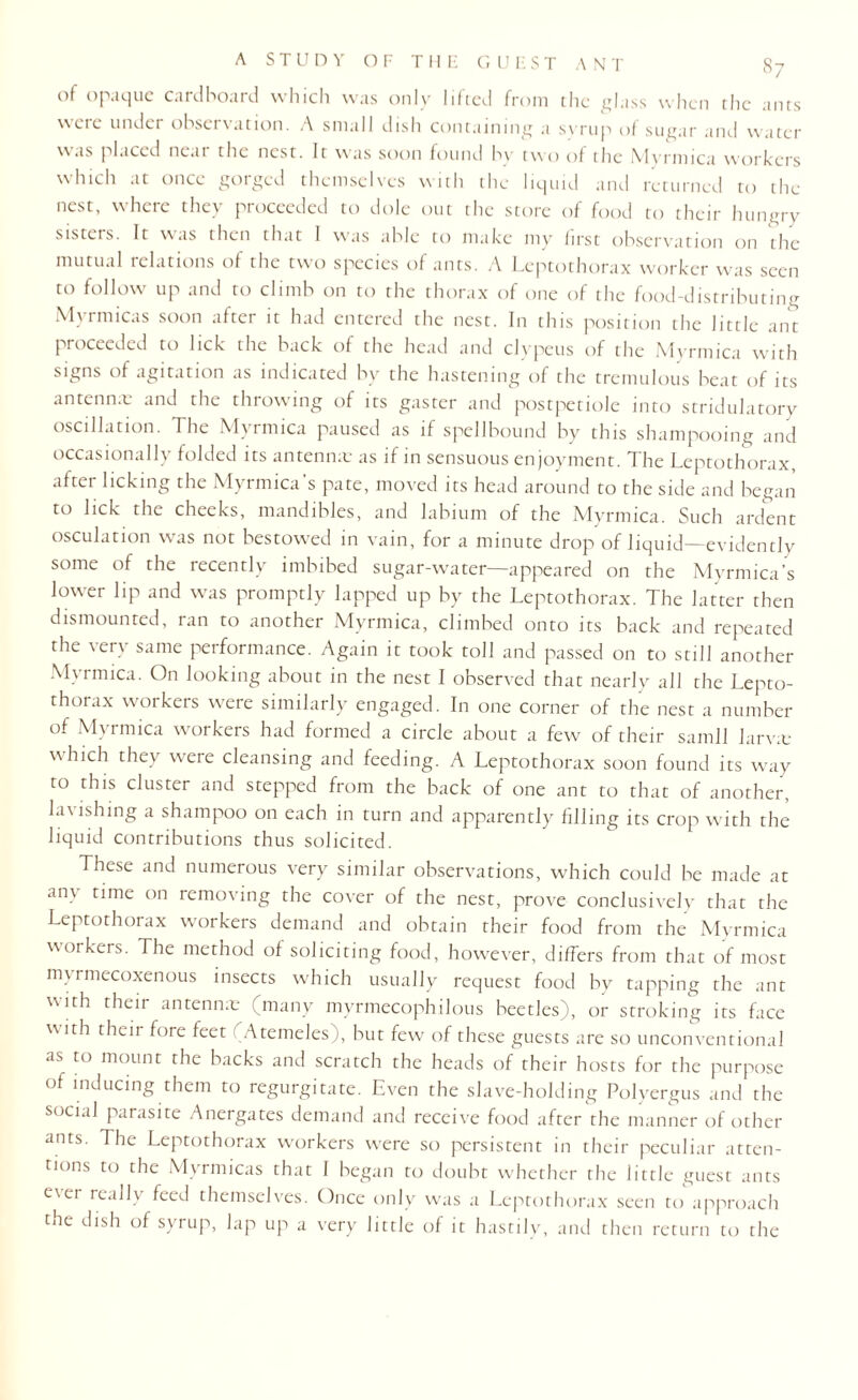 of opaque cardboard which was only lifted from the glass when the ants were under observation. A small dish containing a syrup of sugar and water was placed neat the nest. It was soon found by two of the Myrmica workers which at once gorged themselves with the liquid and returned to the nest, where they proceeded to dole out the store of food to their hungry ststets. It was then that 1 was able to make my iirst observation on the mutual relations of the two species of ants. A Leptothorax worker was seen to follow up and to climb on to the thorax of one of the food-distributing Myrmicas soon after it had entered the nest. In this position the little ant proceeded to lick the back of the head and clypeus of the Myrmica with signs of agitation as indicated by the hastening of the tremulous beat of its antennae and the throwing of its gaster and postpetiole into stridulatory oscillation. The Myrmica paused as if spellbound by this shampooing and occasionally folded its antennae as if in sensuous enjoyment. The Leptothorax, after licking the Myrmica’s pate, moved its head around to the side and began to lick the cheeks, mandibles, and labium of the Myrmica. Such ardent osculation was not bestowed in vain, for a minute drop of liquid—evidently some of the recently imbibed sugar-water—appeared on the Myrmica’s lower lip and was promptly lapped up by the Leptothorax. The latter then dismounted, ran to another Myrmica, climbed onto its back and repeated the very same performance. Again it took toll and passed on to still another Myrmica. On looking about in the nest I observed that nearly all the Lepto¬ thorax workers were similarly engaged. In one corner of the nest a number of Myrmica workers had formed a circle about a few of their samll larva: which they wrere cleansing and feeding. A Leptothorax soon found its way to this cluster and stepped from the back of one ant to that of another, lavishing a shampoo on each in turn and apparently filling its crop with the liquid contributions thus solicited. These and numerous very similar observations, which could be made at any time on removing the cover of the nest, prove conclusively that the Leptothorax workers demand and obtain their food from the Myrmica workers. The method of soliciting food, however, differs from that of most myrmecoxenous insects which usually request food by tapping the ant with their antenna; (many myrmecophilous beetles), or stroking its face w ith their fore feet Atemeles), but few of these guests are so unconventional as to mount the backs and scratch the heads of their hosts for the purpose of inducing them to regurgitate. Even the slave-holding Polyergus and the social parasite Anergates demand and receive food after the manner of other ants. The Leptothorax workers were so persistent in their peculiar atten¬ tions to the Myrmicas that 1 began to doubt whether the little guest ants e\er reallv feed themselves. Once only was a Leptothorax seen to approach the dish of syrup, lap up a very little of it hastily, and then return to the