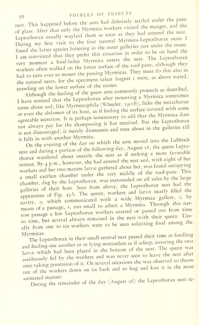 Leptothorax ^sually waylt^ them « soon “^^Xax' nests . loitering in th« ou« Z'ltSZ I am convinced that they prefer this smiatio Lcptothorax »- o fnnrl I Men Mvrmtca enters the nest, i ) £ ”3 ^“^iSTihel Angnst t were, as above stated, ctawling on the tower su^commoniy proceeds as described, , h e aotfeed that the Leptothorax after mounting a Myrmica sometimes aV , , iike Mvrmecophila (Wheeler, 1900b), licks the metathorax turns about and, like My the surfacc covcred with some isHia=H=B~i ir falls in with another Myrmica. , - .r oest^nd^during^a portior^o^rh^following1 da^Augi^D^^he queen l“eP^ — :ik:=^rh:fy Hr? chamber dug by the Leptothorax, was surrounded on all sides by the urge iie of their host. Seen from above, the Leptothorax nest had he f pier ,1 \ The queen, workers and larvae nearly filled tie cavhywhich’ communicated with a wide Myrmica galley r, by l „s of a Passage, », too small to admit a Myrmica. Through this nar¬ row passage a few Leptothorax workers entered or passed out from time to time 'but several always remained in the nest with their queen. Lau- ally from one to six workers were to be seen soliciting food amon„ MyTheUptothorax in their small central nest passed their time in fondling and feeding one another or in lying motionless as if asleep, catering t e a larvie which had been placed in the bottom of the nest. M » •issiduously fed by the workers and was never seen to leave the nes once taking possession of it. On several occasions she was observed to t row one of the workers down on its back and to hug and kiss ,« u> the most animated^1^ of thc Jay (August 16) the Leptothorax nest re-