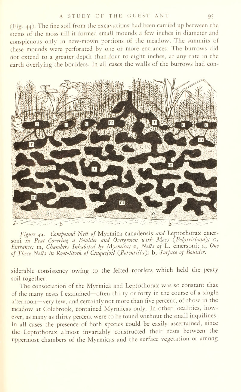 (Fig. 44). The line soil from the excavations had been carried up between the stems of the moss till it formed small mounds a few inches in diameter and conspicuous only in new-mown portions of the meadow. The summits of these mounds were perforated by one or more entrances. The burrows did not extend to a greater depth than four to eight inches, at any rate in the earth overlying the boulders. In all cases the walls of the burrows had con- Figure 44. Compound Neff of Myrmica canadensis and Leptothorax emer- soni in Feat Covering a Boulder and Overgrown with Moss (Poly trichum'); o. Entrance; m. Chambers Inhabited by Myrmica; e, Nests of L. emersoni; a, One of These Neffs in Root-Stock of Cinquefoil (Potentilla); b, Surface oj Boulder. siderable consistency owing to the felted rootlets which held the peaty soil together. The consociation of the Myrmica and Leptothorax was so constant that of the many nests I examined—often thirty or forty in the course of a single afternoon—very few, and certainly not more than live percent, of those in the meadow at Colebrook, contained Myrmicas only. In other localities, how¬ ever, as many as thirty percent were to be found without the small inquilines. In all cases the presence of both species could be easily ascertained, since the Leptothorax almost invariably constructed their nests between the uppermost chambers of the Myrmicas and the surface vegetation or among