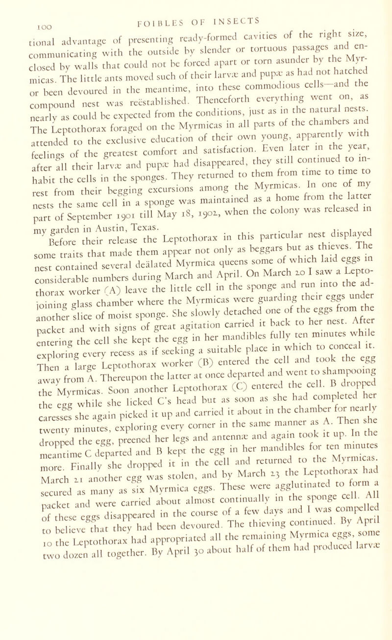 lOO tional advantage of presenting ready-formed cavities of the right size, communicating with the outside by slender or tortuous passages ami en¬ closed by walls that could not be forced apart or torn asunder by the micas. The little ants moved such of their larva: and pupa- as had not hatched or been devoured in the meantime, into these commodious cells-and compound nest was reestablished. Thenceforth everything went on, as nearly as could be expected from the conditions, just as in the natural nests. The Leptothorax foraged on the Myrmicas in all parts of the chambers and attended to the exclusive education of their own young apparently wi e gs of the greatest comfort and satisfaction. Even later m the year, after Si their larvae and pupa: had disappeared, they sell continued to in¬ habit the cells in the sponges. They returned to them from time to time to rest from their begging excursions among the M>'r”‘C“e latter nests the same cell in a sponge was maintained as a home from latte part of September 190. till May 18, 1901, when the colony was released lieferttfSrlle^She Leptothorax in this particular nest displayed some traits that made them appear not only as beggars but as thieves^ nest contained several dealated Myrmica queens some of which laid eggs considerable numbers during March and April. On March 20 I saw a Lep o- thorax worker (A) leave the little cell in the sponge and run into the ad¬ joining glass chamber where the Myrmicas were guarding their eggs un cr another slice of moist sponge. She slowly detached one of the mcket and with signs of great agitation carried it back to her nest. ■ entering the cell she kept the egg in her mandibles fully ten minutes while exploring every recess as if seeking a suitable place tn which to conceal it. Then a large Leptothorax worker (B) entered the cell and took t ic egg Iway from A. Thereupon the latter at once departed and went to shampoomg Z Myrmicas. Soon another Leptothorax (C) entered the cell. B dropped £ while she licked Cs head but as soon as she had completed her caressef she again picked it up and carried it about in the chamber for neariv twenty minutes, exploring every corner in the same manner as A. Then drooped the egg, preened her legs and antennae and again took it up. In meantime C departed and B kept the egg in her mandibles for ten minutes more Finally she dropped it in the cell and returned to the Myrmicas March a, another egg was stolen, and by March 13 the Leptothorax had secured as many as six Myrmica eggs. These were agglutinated to for packet and were carried about almost continually in the sponge cell. All of these eggs disappeared in the course of a few days and 1 was compelled to believe that they had been devoured. The thieving continued. y , pri 1 1 nrothorix had appropriated all the remaining Myrmica eggs, some