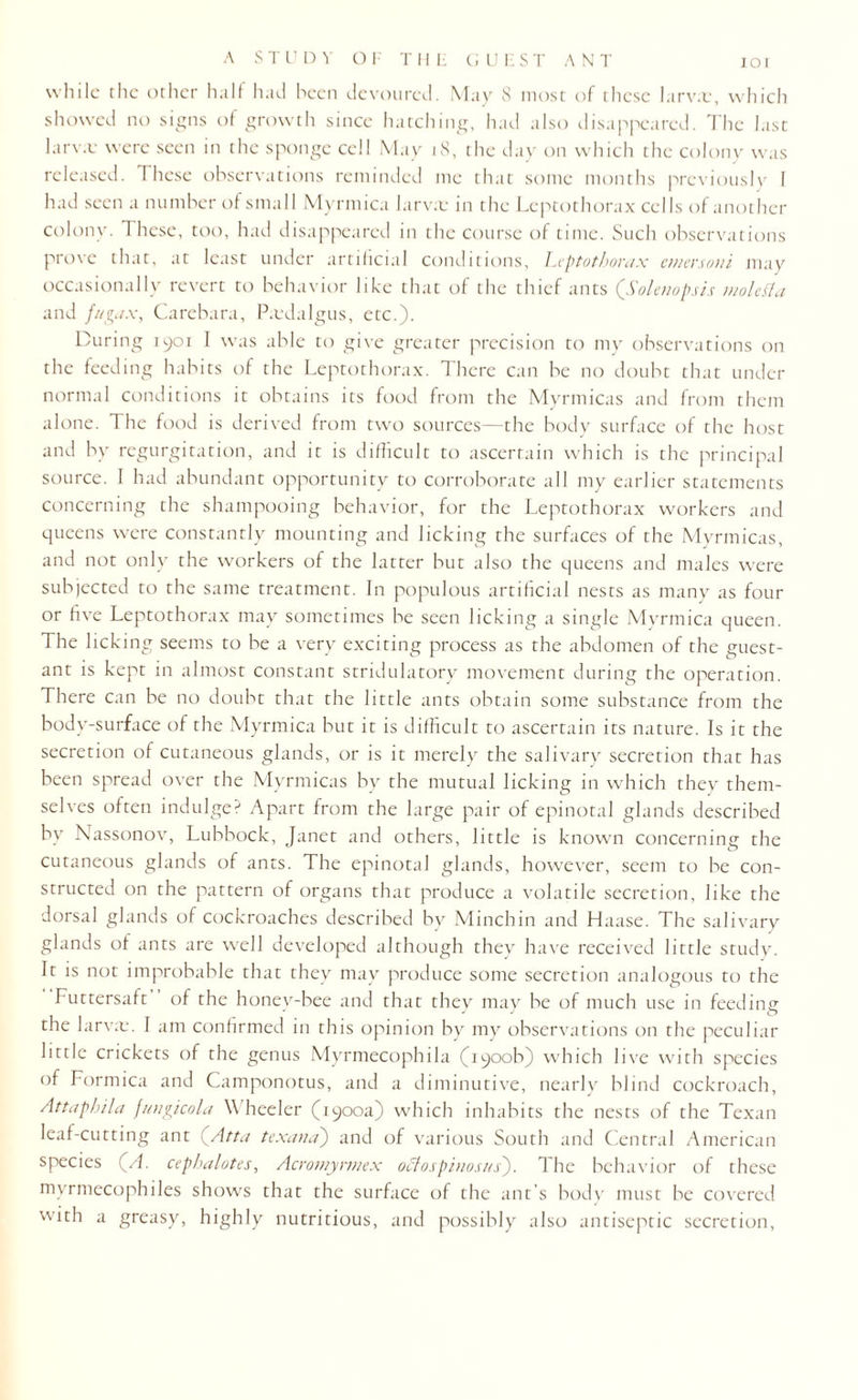 while the other half had been devoured. May 8 most of these larvtc, which showed no signs of growth since hatching, had also disappeared. The last larv.e were seen in the sponge cell May 18, the day on which the colony was released. These observations reminded me that some months previously I had seen a number of small Myrmica larvae in the Leptothorax cells of another colony. 1 hese, too, had disappeared in the course of time. Such observations prove that, at least under artificial conditions, Leptothorax ctnersoni may occasionally revert to behavior like that of the thief ants (Solenopsis molehta and fugax, Carebara, P.edalgus, etc.). During 1901 I was able to give greater precision to my observations on the feeding habits of the Leptothorax. There can be no doubt that under normal conditions it obtains its food from the Myrmicas and from them alone. The food is derived from two sources—the body surface of the host and by regurgitation, and it is difficult to ascertain which is the principal source. I had abundant opportunity to corroborate all my earlier statements concerning the shampooing behavior, for the Leptothorax workers and queens were constantly mounting and licking the surfaces of the Myrmicas, and not only the workers of the latter but also the queens and males were subjected to the same treatment. In populous artificial nests as many as four or five Leptothorax may sometimes be seen licking a single Myrmica queen. The licking seems to be a very exciting process as the abdomen of the guest- ant is kept in almost constant stridulatory movement during the operation. There can be no doubt that the little ants obtain some substance from the body-surface of the Myrmica but it is difficult to ascertain its nature. Is it the secretion of cutaneous glands, or is it merely the salivary secretion that has been spread over the Myrmicas by the mutual licking in which they them¬ selves often indulge? Apart from the large pair of epinotal glands described by Nassonov, Lubbock, Janet and others, little is known concerning the cutaneous glands of ants. The epinotal glands, however, seem to be con¬ structed on the pattern of organs that produce a volatile secretion, like the dorsal glands of cockroaches described by Minch in and Haase. The salivary glands of ants are well developed although thev have received little study. It is not improbable that they may produce some secretion analogous to the Futtersaft of the honey-bee and that they may be of much use in feeding the larvae. I am confirmed in this opinion by my observations on the peculiar little crickets of the genus Myrmecophila (1900b) which live with species of Formica and Camponotus, and a diminutive, nearly blind cockroach, Attapbila fungicola Wheeler (1900a) which inhabits the nests of the Texan leaf-cutting ant (Atta texana) and of various South and Central American species (A. cephalotes, Acromyrmex otbiospinosus'). The behavior of these mvrmecophiles shows that the surface of the ant’s body must be covered with a greasy, highly nutritious, and possibly also antiseptic secretion,