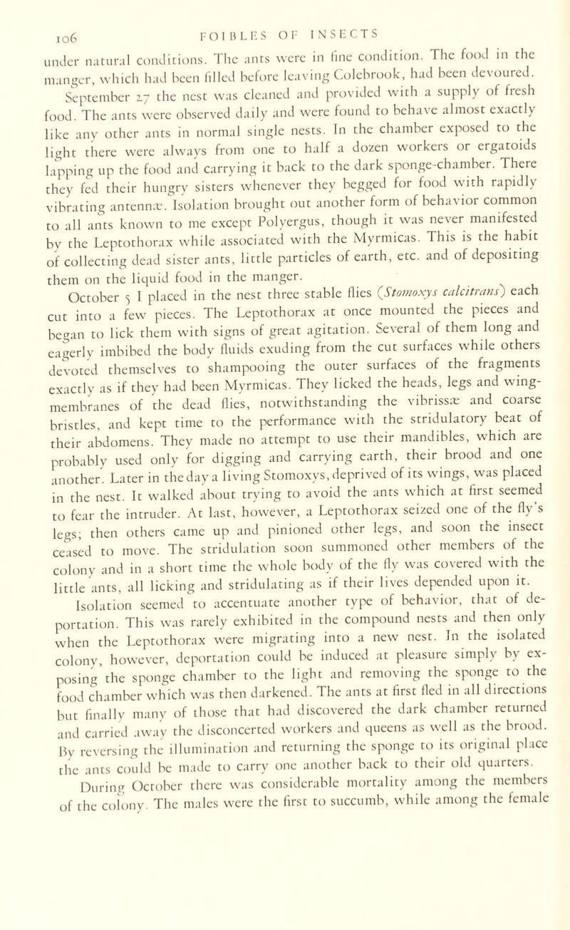 under natural conditions. The ants were in fine condition. The food in the manger, which had been filled before leaving Colebrook, had been devoured. September 2.7 the nest was cleaned and provided with a supply of fresh food. The ants were observed daily and were found to behave almost exactly like any other ants in normal single nests. In the chamber exposed to the light there were always from one to half a dozen workeis or ergatoids lapping up the food and carrying it back to the dark sponge-chamber. There they fed their hungry sisters whenever they begged for food with rapidly vibrating antenna:. Isolation brought out another form of behavior common to all ants known to me except Polyergus, though it was never manifested by the Leptothorax while associated with the Myrmicas. This is the habit of collecting dead sister ants, little particles of earth, etc. and of depositing them on the liquid food in the manger. October 5 I placed in the nest three stable flies (Stomoxys calcitrans'.) each cut into a few pieces. The Leptothorax at once mounted the pieces and began to lick them with signs of great agitation. Several of them long and eagerly imbibed the body fluids exuding from the cut surfaces while others devoted themselves to shampooing the outer surfaces of the fragments exactly as if they had been Myrmicas. They licked the heads, legs and wing- membranes of the dead flies, notwithstanding the vibrissa: and coarse bristles, and kept time to the performance with the stridulatory beat of their abdomens. They made no attempt to use their mandibles, which are probably used only for digging and carrying earth, their brood and one another. Later in the day a living Stomoxys, deprived of its wings, was placed in the nest. It walked about trying to avoid the ants which at first seemed to fear the intruder. At last, however, a Leptothorax seized one of the fly’s legs; then others came up and pinioned other legs, and soon the insect ceased to move. The stridulation soon summoned other members of the colony and in a short time the whole body of the fly was covered with the little ants, all licking and stridulating as if their lives depended upon it. Isolation seemed to accentuate another type of behavior, that of de¬ portation. This was rarely exhibited in the compound nests and then only when the Leptothorax were migrating into a new nest. In the isolated colony, however, deportation could be induced at pleasure simply by ex¬ posing’the sponge chamber to the light and removing the sponge to the food chamber which was then darkened. The ants at first fled in all directions but finally many of those that had discovered the dark chamber returned and carried away the disconcerted workers and queens as well as the brood. By reversing the illumination and returning the sponge to its original place the ants could be made to carry one another back to their old quarters. During October there was considerable mortality among the members of the colony. The males were the first to succumb, while among the female
