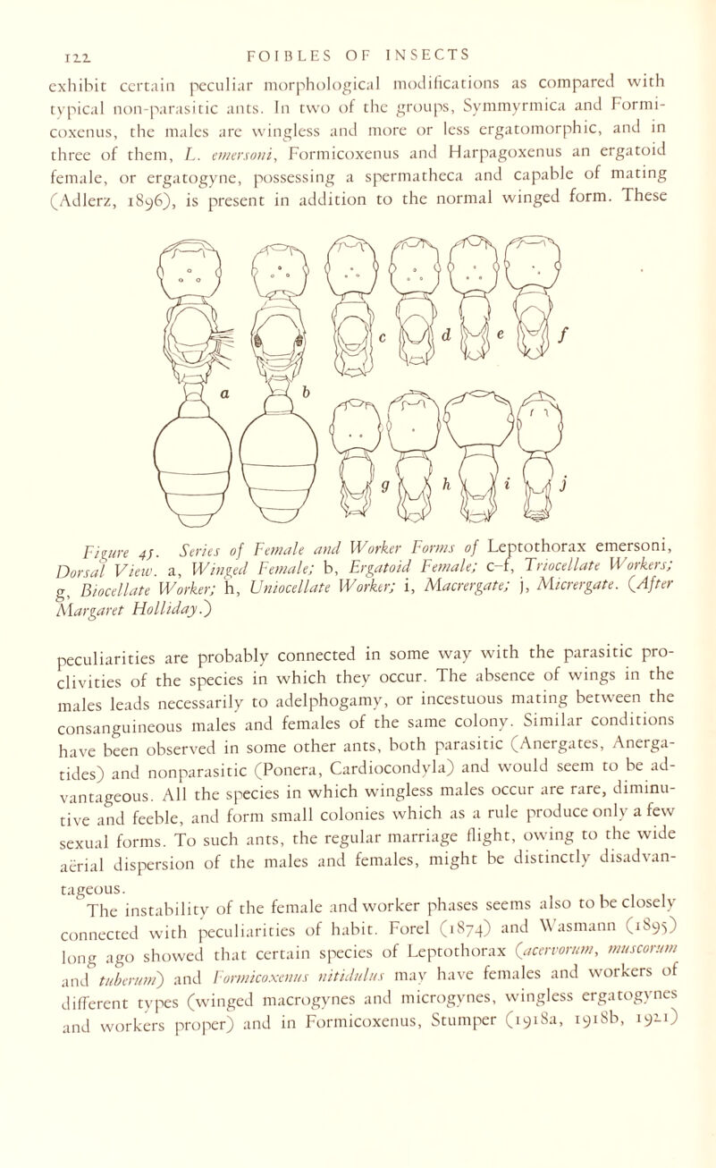 exhibit certain peculiar morphological modifications as compared with typical non-parasitic ants. In two of the groups, Svmmyrmica and Formi- coxenus, the males arc wingless and more or less ergatomorphic, and in three of them, L. emersoni, Formicoxenus and Harpagoxenus an ergatoid female, or ergatogyne, possessing a spermatheca and capable of mating (Adlerz, 1896), is present in addition to the normal winged form. These Figure 4;. Series of Female and Worker Forms of Leptothorax emersoni. Dorsal View, a, Winged Female; b, Ergatoid Female; c-f, Triocellate Workers; g, Biocellate Worker; h, Uniocellate Worker; i, Macrergate; j, Micrergate. (After Margaret Holliday .) peculiarities are probably connected in some way with the parasitic pro¬ clivities of the species in which they occur. The absence of wings in the males leads necessarily to adelphogamy, or incestuous mating between the consanguineous males and females of the same colony. Similar conditions have been observed in some other ants, both parasitic (Anergates, Anerga- tides) and nonparasitic (Ponera, Cardiocondyla) and would seem to be ad¬ vantageous. All the species in which wingless males occur are rare, diminu¬ tive and feeble, and form small colonies which as a rule produce only a few sexual forms. To such ants, the regular marriage flight, owing to the wide aerial dispersion of the males and females, might be distinctly disadvan¬ tageous.  The instability of the female and worker phases seems also to be closely connected with peculiarities of habit. Forel (1874) and Wasmann (1895) long ago showed that certain species of Leptothorax (acervorum, muscorum and tuberum) and Formicoxenus nitidulus may have females and workers of different types (winged macrogynes and microgynes, wingless ergatogynes and workers proper) and in Formicoxenus, Stumper (1918a, 1918b, 192.1)