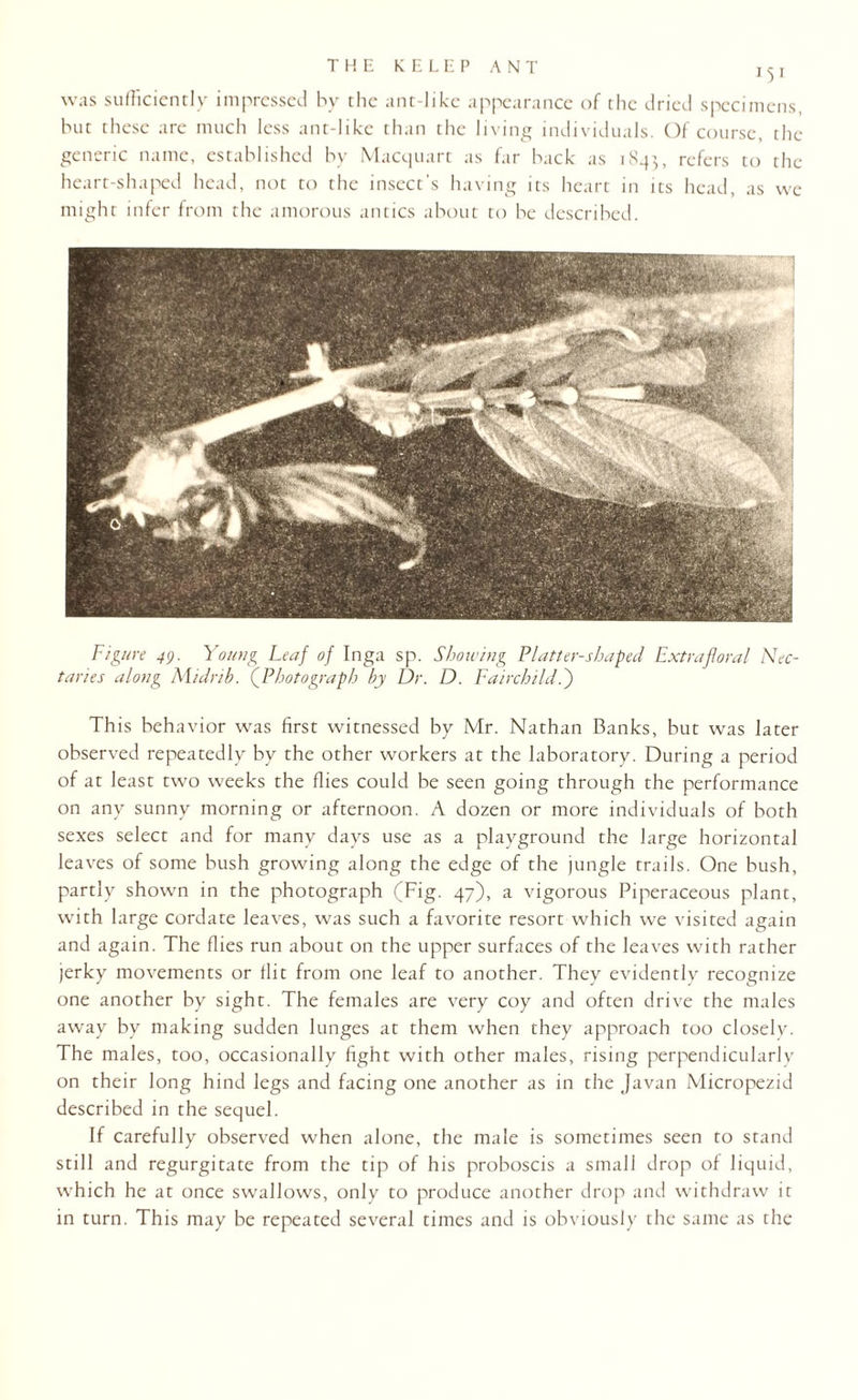 151 was sufficiently impressed by the ant-like appearance of the dried specimens, but these are much less ant-like than the living individuals. Of course, the generic name, established by Macquart as far back as 1843, refers to the heart-shaped head, not to the insect’s having its heart in its head, as we might infer from the amorous antics about to be described. Figure 49. Young Leaf of Inga sp. Showing Platter-shaped Extrafloral Nec¬ taries along KLulrib. (Photograph by Dr. D. Fairchild.) This behavior was first witnessed by Mr. Nathan Banks, but was later observed repeatedly by the other workers at the laboratory. During a period of at least two weeks the flies could be seen going through the performance on any sunny morning or afternoon. A dozen or more individuals of both sexes select and for many days use as a playground the large horizontal leaves of some bush growing along the edge of the jungle trails. One bush, partly shown in the photograph (Fig. 47), a vigorous Piperaceous plant, with large cordate leaves, was such a favorite resort which we visited again and again. The flies run about on the upper surfaces of the leaves with rather jerky movements or flit from one leaf to another. They evidently recognize one another by sight. The females are very coy and often drive the males away by making sudden lunges at them when they approach too closelv. The males, too, occasionally fight with other males, rising perpendicularly on their long hind legs and facing one another as in the Javan Micropezid described in the sequel. If carefully observed when alone, the male is sometimes seen to stand still and regurgitate from the tip of his proboscis a small drop of liquid, which he at once swallows, only to produce another drop and withdraw it in turn. This may be repeated several times and is obviously the same as the