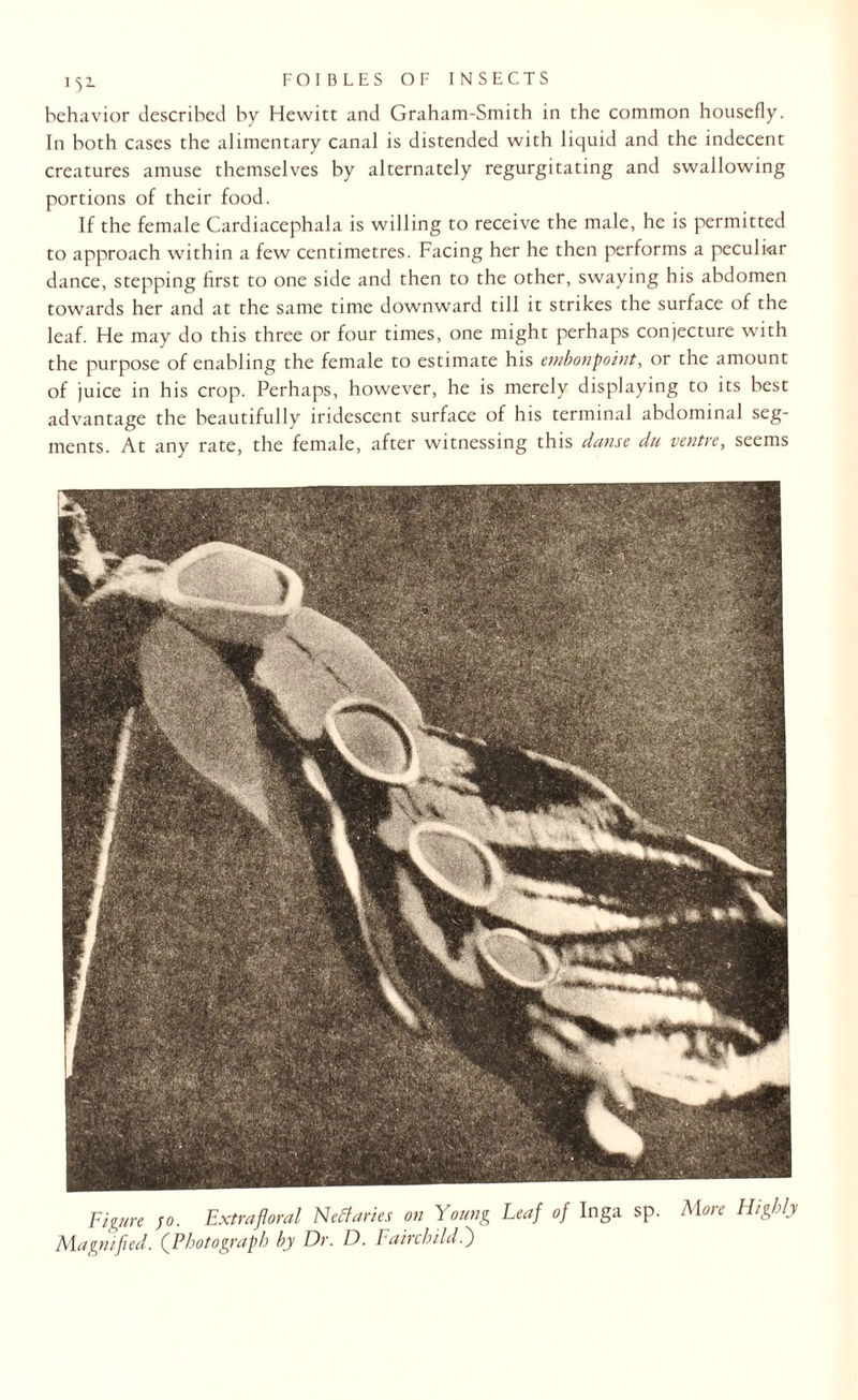 behavior described by Hewitt and Graham-Smith in the common housefly. In both cases the alimentary canal is distended with liquid and the indecent creatures amuse themselves by alternately regurgitating and swallowing portions of their food. If the female Cardiacephala is willing to receive the male, he is permitted to approach within a few centimetres. Facing her he then performs a peculiar dance, stepping first to one side and then to the other, swaying his abdomen towards her and at the same time downward till it strikes the surface of the leaf. He may do this three or four times, one might perhaps conjecture with the purpose of enabling the female to estimate his embonpoint, or the amount of juice in his crop. Perhaps, however, he is merely displaying to its best advantage the beautifully iridescent surface of his terminal abdominal seg¬ ments. At any rate, the female, after witnessing this danse du ventre, seems Figure jo. Extrafloral Nectaries on Young Leaf of Inga sp. More Highly Magnified. (Photograph by Dr. D. Fairchild.')