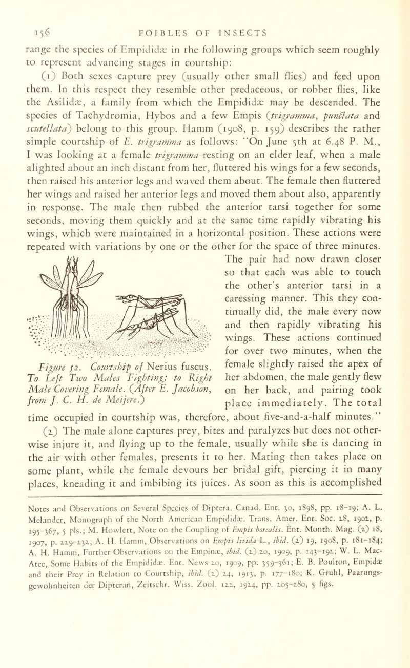 range the species of Empidida: in the following groups which seem roughly to represent advancing stages in courtship: (1) Both sexes capture prey (usually other small flies) and feed upon them. In this respect they resemble other predaceous, or robber flies, like the Asilidte, a family from which the Empididte may be descended. The species of Tachydromia, Hybos and a few Empis (trigramma, pun flat a and scutellata) belong to this group. Hamm (1908, p. 159) describes the rather simple courtship of E. trigramma as follows: “On June 5th at 6.48 P. M., I was looking at a female trigramma resting on an elder leaf, when a male alighted about an inch distant from her, fluttered his wings for a few seconds, then raised his anterior legs and waved them about. The female then fluttered her wings and raised her anterior legs and moved them about also, apparently in response. The male then rubbed the anterior tarsi together for some seconds, moving them quickly and at the same time rapidly vibrating his wings, which were maintained in a horizontal position. These actions were repeated with variations by one or the other for the space of three minutes. The pair had now drawn closer so that each was able to touch the other’s anterior tarsi in a caressing manner. This they con¬ tinually did, the male every now and then rapidly vibrating his wings. These actions continued for over two minutes, when the female slightly raised the apex of her abdomen, the male gently flew on her back, and pairing took place immediately. The total time occupied in courtship was, therefore, about five-and-a-half minutes.” (2.) The male alone captures prey, bites and paralyzes but does not other¬ wise injure it, and flying up to the female, usually while she is dancing in the air with other females, presents it to her. Mating then takes place on some plant, while the female devours her bridal gift, piercing it in many places, kneading it and imbibing its juices. As soon as this is accomplished Figure J2. Courtship of Nerius fuscus. To Left Two Males Fighting; to Right Male Covering Female. (After E. Jacobson, from J. C. FI. de Me if ere j) Notes and Observations on Several Species of Diptera. Canad. Ent. 30, 189S, pp. 18-19; A. L. Melander, Monograph of the North American Empididx. Trans. Amer. Ent. Soc. 18, 1901, p. 195_3^7. 5 pis.; M. Howlett, Note on the Coupling of Empis borealis. Ent. Month. Mag. (1) 18, 1907, p. 119-2.31; A. H. Hamm, Observations on Empis livida L., ibid. (1) 19, 1908, p. 181-184; A. H. Hamm, Further Observations on the Empinx, ibid. (1) 10, 1909, p. 143-191; W. L. Mac- Atee, Some Habits of the Empididx. Ent. News 10, 1909, pp. 359-361; E. B. Poulton, Empidx and their Prey in Relation to Courtship, ibid. (1) 14, 1913, p. 177-180; K. Gruhl, Paarungs- gewohnheiten der Diptcran, Zeitschr. Wiss. Zool. 111, 1914, pp. 105-180, 5 figs.