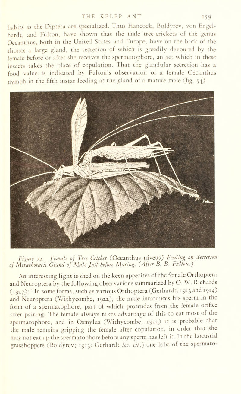 J59 habits as the Diptera are specialized. Thus Hancock, Boldyrev, von Engel- hardt, and Fulton, have shown that the male tree-crickets of the genus Oecanthus, both in the United States and Europe, have on the back of the thorax a large gland, the secretion of which is greedily devoured by the female before or after she receives the spermatophore, an act which in these insects takes the place of copulation. That the glandular secretion has a food value is indicated by Fulton’s observation of a female Oecanthus nymph in the fifth instar feeding at the gland of a mature male (fig. 54). Figure 44. Female of Tree Cricket (Oecanthus niveus) Feeding on Secretion of Metatboracic Gland of Alaie Jufl before Alating. f After B. B. Fulton.') An interesting light is shed on the keen appetites of the female Orthoptera and Neuroptera by the following observations summarized by O. W. Richards (19x7): ‘‘In some forms, such as various Orthoptera (Gerhardt, 1913 and 1914) and Neuroptera (Withycombe, 192.2.), the male introduces his sperm in the form of a spermatophore, part of which protrudes from the female orifice after pairing. The female always takes advantage of this to eat most of the spermatophore, and in Osmylus (Withycombe, 1911) it is probable that the male remains gripping the female after copulation, in order that she may not eat up the spermatophore before any sperm has left it. In the Locustid grasshoppers (Boldyrev; 1913; Gerhardt loc. cit.) one lobe of the spermato-