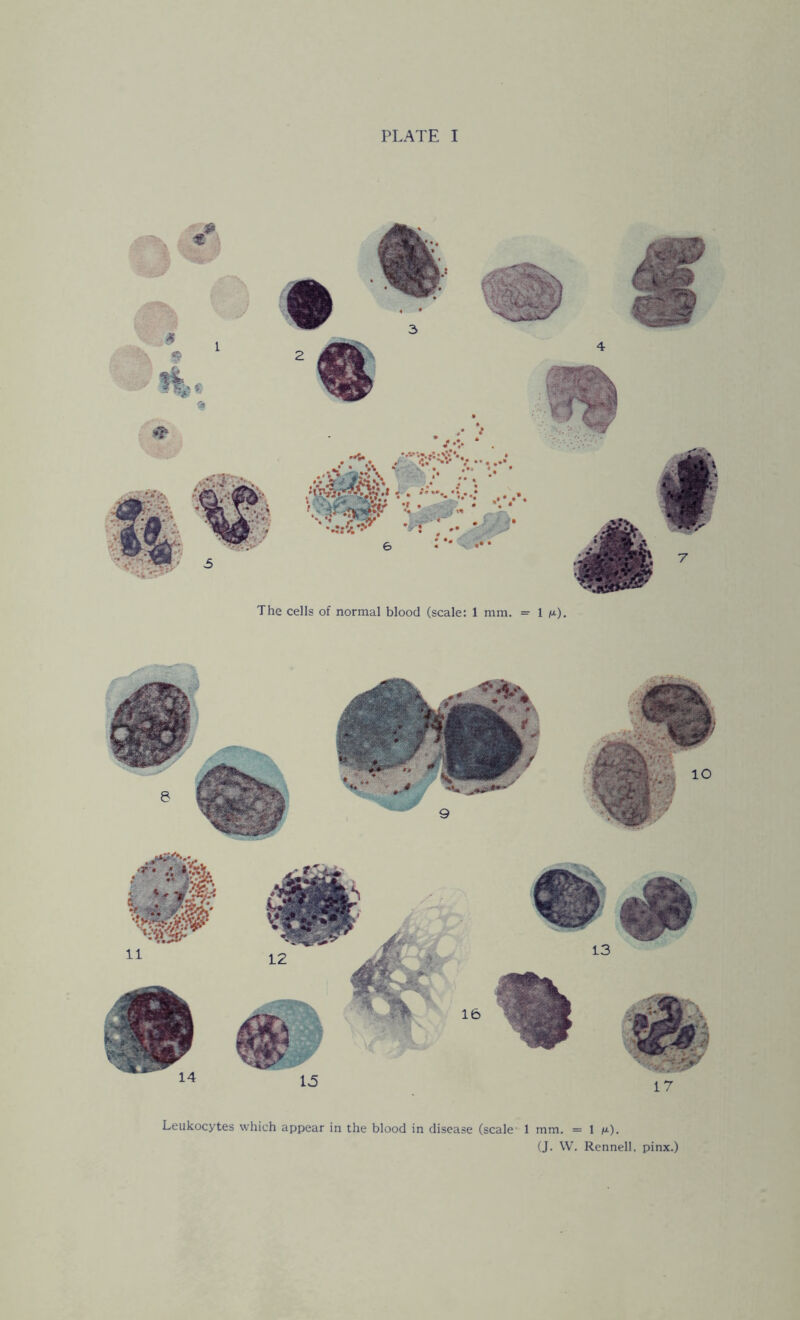 PLATE I The cells of normal blood (scale: 1 mm. =■ 1 m). Leukocytes which appear in the blood in disease (scale' 1 mm. = 1 m). (J. W. Rennell, pinx.)