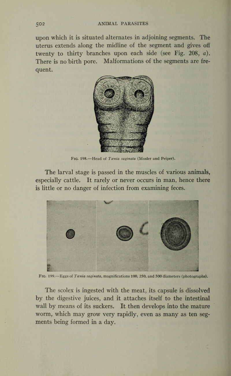 upon which it is situated alternates in adjoining segments. The uterus extends along the midline of the segment and gives off twenty to thirty branches upon each side (see Fig. 208, a). There is no birth pore. Malformations of the segments are fre- quent. Fig. 198.—Head of Tania saginata (Mosler and Peiper). The larval stage is passed in the muscles of various animals, especially cattle. It rarely or never occurs in man, hence there is little or no danger of infection from examining feces. Fig. 199.—Eggs of Tania saginata, magnifications 100, 250, and 500 diameters (photographs). The scolex is ingested with the meat, its capsule is dissolved by the digestive juices, and it attaches itself to the intestinal wall by means of its suckers. It then develops into the mature worm, which may grow very rapidly, even as many as ten seg- ments being formed in a day.