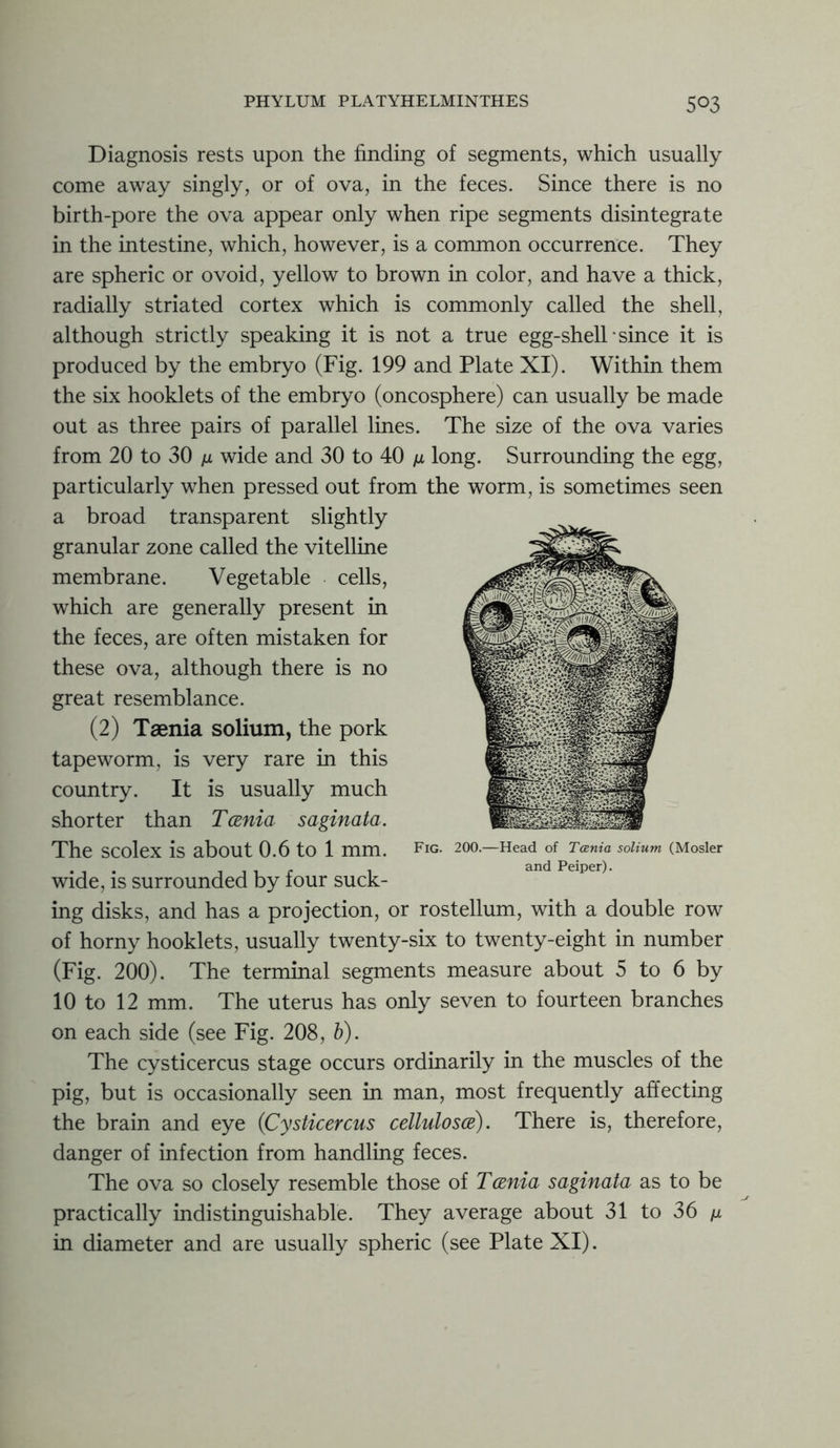 Diagnosis rests upon the finding of segments, which usually come away singly, or of ova, in the feces. Since there is no birth-pore the ova appear only when ripe segments disintegrate in the intestine, which, however, is a common occurrence. They are spheric or ovoid, yellow to brown in color, and have a thick, radially striated cortex which is commonly called the shell, although strictly speaking it is not a true egg-shell since it is produced by the embryo (Fig. 199 and Plate XI). Within them the six hooklets of the embryo (oncosphere) can usually be made out as three pairs of parallel lines. The size of the ova varies from 20 to 30 ix wide and 30 to 40 ju long. Surrounding the egg, particularly when pressed out from the worm, is sometimes seen a broad transparent slightly granular zone called the vitelline membrane. Vegetable cells, which are generally present in the feces, are often mistaken for these ova, although there is no great resemblance. (2) Taenia solium, the pork tapeworm, is very rare in this country. It is usually much shorter than Tania saginata. The scolex is about 0.6 to 1 mm. wide, is surrounded by four suck- ing disks, and has a projection, or rostellum, with a double row of horny hooklets, usually twenty-six to twenty-eight in number (Fig. 200). The terminal segments measure about 5 to 6 by 10 to 12 mm. The uterus has only seven to fourteen branches on each side (see Fig. 208, b). The cysticercus stage occurs ordinarily in the muscles of the pig, but is occasionally seen in man, most frequently affecting the brain and eye (Cysticercus cellulosa). There is, therefore, danger of infection from handling feces. The ova so closely resemble those of Tania saginata as to be practically indistinguishable. They average about 31 to 36 \x in diameter and are usually spheric (see Plate XI). Fig. 200.- Head of Tania solium (Mosler and Peiper).