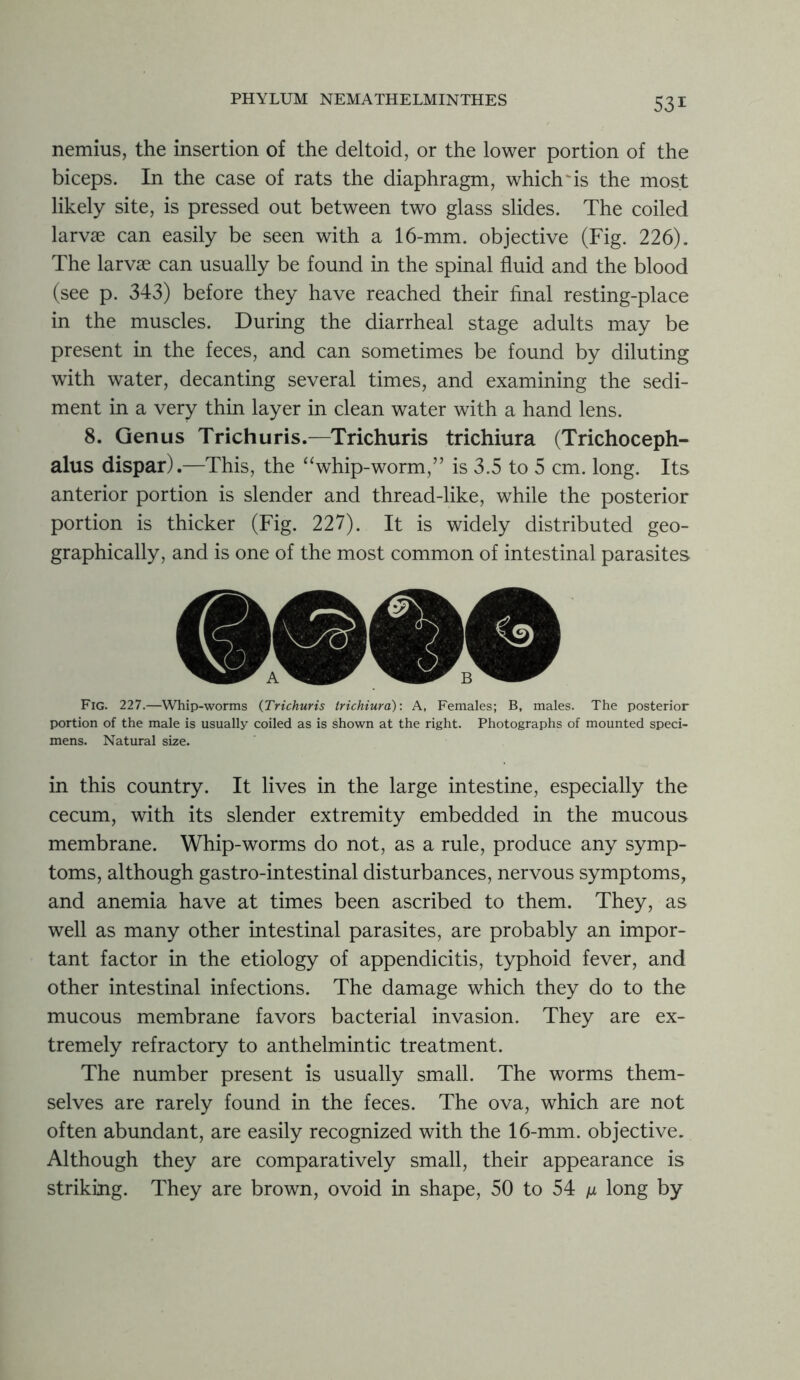 nemius, the insertion of the deltoid, or the lower portion of the biceps. In the case of rats the diaphragm, which'is the most likely site, is pressed out between two glass slides. The coiled larvae can easily be seen with a 16-mm. objective (Fig. 226). The larvae can usually be found in the spinal fluid and the blood (see p. 343) before they have reached their final resting-place in the muscles. During the diarrheal stage adults may be present in the feces, and can sometimes be found by diluting with water, decanting several times, and examining the sedi- ment in a very thin layer in clean water with a hand lens. 8. Genus Trichuris.—Trichuris trichiura (Trichoceph- alus dispar).—This, the “whip-worm,” is 3.5 to 5 cm. long. Its anterior portion is slender and thread-like, while the posterior portion is thicker (Fig. 227). It is widely distributed geo- graphically, and is one of the most common of intestinal parasites Fig. 227.—Whip-worms (Trichuris trichiura): A, Females; B, males. The posterior portion of the male is usually coiled as is shown at the right. Photographs of mounted speci- mens. Natural size. in this country. It lives in the large intestine, especially the cecum, with its slender extremity embedded in the mucous membrane. Whip-worms do not, as a rule, produce any symp- toms, although gastro-intestinal disturbances, nervous symptoms, and anemia have at times been ascribed to them. They, as well as many other intestinal parasites, are probably an impor- tant factor in the etiology of appendicitis, typhoid fever, and other intestinal infections. The damage which they do to the mucous membrane favors bacterial invasion. They are ex- tremely refractory to anthelmintic treatment. The number present is usually small. The worms them- selves are rarely found in the feces. The ova, which are not often abundant, are easily recognized with the 16-mm. objective. Although they are comparatively small, their appearance is striking. They are brown, ovoid in shape, 50 to 54 ^ long by