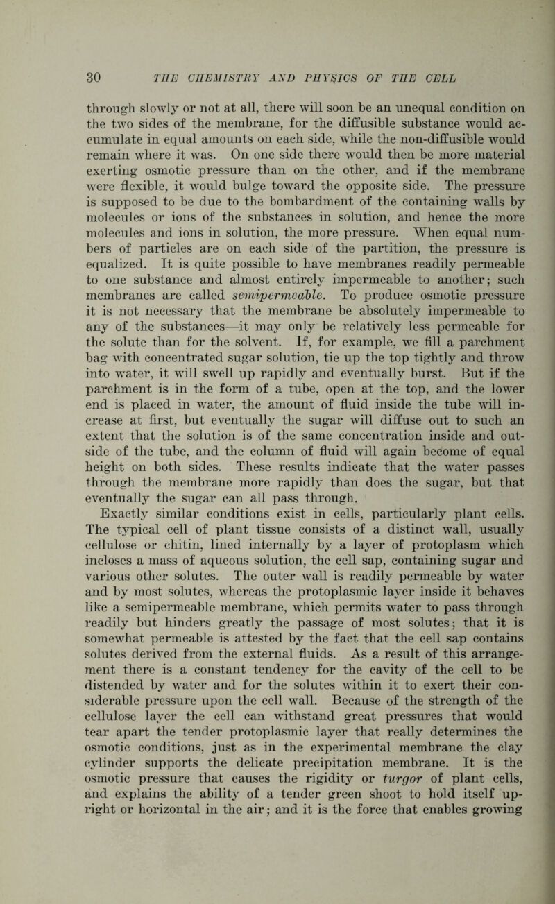 through slowly or not at all, there will soon be an unequal condition on the two sides of the membrane, for the diffusible substance would ac- cumulate in equal amounts on each side, while the non-diffusible would remain where it was. On one side there would then be more material exerting osmotic pressure than on the other, and if the membrane were flexible, it would bulge toward the opposite side. The pressure is supposed to be due to the bombardment of the containing walls by molecules or ions of the substances in solution, and hence the more molecules and ions in solution, the more pressure. When equal num- bers of particles are on each side of the partition, the pressure is equalized. It is quite possible to have membranes readily permeable to one substance and almost entirely impermeable to another; such membranes are called semipermeable. To produce osmotic pressure it is not necessary that the membrane be absolutely impermeable to any of the substances—it may only be relatively less permeable for the solute than for the solvent. If, for example, we All a parchment bag with concentrated sugar solution, tie up the top tightly and throw into water, it will swell up rapidly and eventually burst. But if the parchment is in the form of a tube, open at the top, and the lower end is placed in water, the amount of fluid inside the tube will in- crease at first, but eventually the sugar will diffuse out to such an extent that the solution is of the same concentration inside and out- side of the tube, and the column of fluid will again become of equal height on both sides. These results indicate that the water passes through the membrane more rapidly than does the sugar, but that eventually the sugar can all pass through. Exactly similar conditions exist in cells, particularly plant cells. The typical cell of plant tissue consists of a distinct wall, usually cellulose or chitin, lined internally by a layer of protoplasm which incloses a mass of aqueous solution, the cell sap, containing sugar and various other solutes. The outer wall is readily permeable by water and by most solutes, whereas the protoplasmic layer inside it behaves like a semipermeable membrane, which permits water to pass through readily but hinders greatly the passage of most solutes; that it is somewhat permeable is attested by the fact that the cell sap contains solutes derived from the external fluids. As a result of this arrange- ment there is a constant tendency for the cavity of the cell to be distended by water and for the solutes within it to exert their con- siderable pressure upon the cell wall. Because of the strength of the cellulose layer the cell can withstand great pressures that would tear apart the tender protoplasmic layer that really determines the osmotic conditions, just as in the experimental membrane the clay cylinder supports the delicate precipitation membrane. It is the osmotic pressure that causes the rigidity or turgor of plant cells, and explains the ability of a tender green shoot to hold itself up- right or horizontal in the air; and it is the force that enables growing