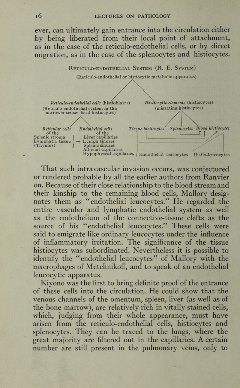 ever, can ultimately gain entrance into the circulation either by being liberated from their local point of attachment, as in the case of the reticulo-endothelial cells, or by direct migration, as in the case of the splenocytes and histiocytes. Reticulo-endothelial System (R. E. System) (Reticulo-endothelial or histiocytic metabolic apparatus) Reticulo-endothelial cells (histioblasts) (Reticulo-endotnclial system in the narrower sense: local histiocytes) Reticular cells of the Splenic stroma Lymphatic tissue (Thymus) Histiocytic elements (histiocytes)- (migrating histiocytes) Tissue histiocytes 1 I Splenocytes Blood histiocytes I t 1 Endothelial cells of the Liver capillaries -> Lymph sinuses Splenic sinuses Adrenal capillaries Hypophyseal capillaries j Endothelial leucocytes Histio-leucocytes That such intravascular invasion occurs, was conjectured or rendered probable by all the earlier authors from Ranvier on. Because of their close relationship to the blood stream and their kinship to the remaining blood cells, Mallory desig- nates them as “endothelial leucocytes.” He regarded the entire vascular and lymphatic endothelial system as well as the endothelium of the connective-tissue clefts as the source of his “endothelial leucocytes.” These cells were said to emigrate like ordinary leucocytes under the influence of inflammatory irritation. The significance of the tissue histiocytes was subordinated. Nevertheless it is possible to identify the “endothelial leucocytes” of Mallory with the macrophages of Metchnikoff, and to speak of an endothelial leucocytic apparatus. Kiyono was the first to bring definite proof of the entrance of these cells into the circulation. He could show that the venous channels of the omentum, spleen, liver (as well as of the bone marrow), are relatively rich in vitally stained cells, which, judging from their whole appearance, must have arisen from the reticulo-endothelial cells, histiocytes and splenocytes. They can be traced to the lungs, where the great majority are filtered out in the capillaries. A certain number are still present in the pulmonary veins, only to