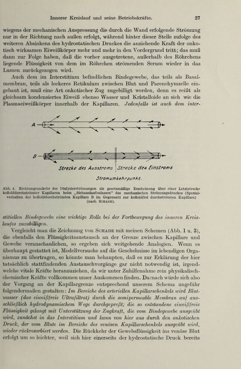 wiegens der mechanischen Auspressung die durch die Wand erfolgende Strömung nur in der Richtung nach außen erfolgt, während hinter dieser Stelle zufolge des weiteren Absinkens des hydrostatischen Druckes die anziehende Kraft der onko- tisch wirksamen Eiweißkörper mehr und mehr in den Vordergrund tritt; das muß dami zur Folge haben, daß die vorher ausgetretene, außerhalb des Röhrchens hegende Flüssigkeit von dem im Röhrchen strömenden Serum wieder in das Lumen zurückgezogen wird. Auch dem im Interstitium befindlichen Bindegewebe, das teils als Basal- membran, teils als lockeres Retikulum zwischen Blut und Parenchymzelle ein- gebaut ist, muß eine Art onkotischer Zug zugebiUigt werden, denn es reißt als gleichsam kondensiertes Eiweiß ebenso Wasser und Kristalloide an sich wie die Plasmaeiweißkörper innerhalb der Kapillaren. Jedenfalls ist auch dem inter- A Strecke des Ausstroms Strecke des E/nstro/ns Stromumkehrpurrk t. Abb. 4. Kichtungsumkehr der Uialysierströmungen als gesetzmäßige Erscheinung über einer Letztstrecke kolloiddurchströmter Kapillaren beim „Sichauslaufenlassen“ des mechanischen Strömungsdruckes (Spezial- verhalten der kolloiddurchströmten Kapillare B im Gegensatz zur kolloidfrei durchströmten Kapillare) (nach Schade). stitiellen Bindegewebe eine wichtige Rolle bei der Fortbewegung des inneren Kreis- laufes zuzubiüigen. Vergleicht man die Zeichnung von Schade mit meinen Schemen (Abb. 1 u. 3), die ebenfalls den Flüssigkeitsaustausch an der Grenze zwischen Kapillare und Gewebe veranschaulichen, so ergeben sich weitgehende Analogien. Wenn es überhaupt gestattet ist, Modellversuche auf die Geschehnisse im lebendigen Orga- nismus zu übertragen, so könnte man behaupten, daß es zur Erklärung der hier tatsächlich stattfindenden Austauschvorgänge gar nicht notwendig ist, irgend- welche vitale Kräfte heranzuziehen, da wir unter Zuhilfenahme rein physikalisch- chemischer Kräfte vollkommen unser Auskommen finden. Darnach würde sich also der Vorgang an der Kapillargrenze entsprechend unserem Schema ungefähr folgendermaßen gestalten: Im Bereiche des arteriellen Kapillarschenkels wird Blut- wasser (das eiweißfreie Ultrafiltrat) durch die semipermeable Membran auf aus- schließlich hydrodynamischem Wege durchgepreßt; die so entstandene eiweißfreie Flüssigkeit gelangt mit Unterstützung der Zugkraft, die vom Bindegewebe ausgeübt wird, zunächst in das Interstitium und kann von hier aus durch den onkotischen Druck, der vom Blute im Bereiche des venösen Kapillarschenkels ausgeübt wird, wieder rückresorbiert werden. Die Rückkehr der Gewebsflüssigkeit ins venöse Blut erfolgt um so leichter, weil sich hier einerseits der hydrostatische Druck bereits