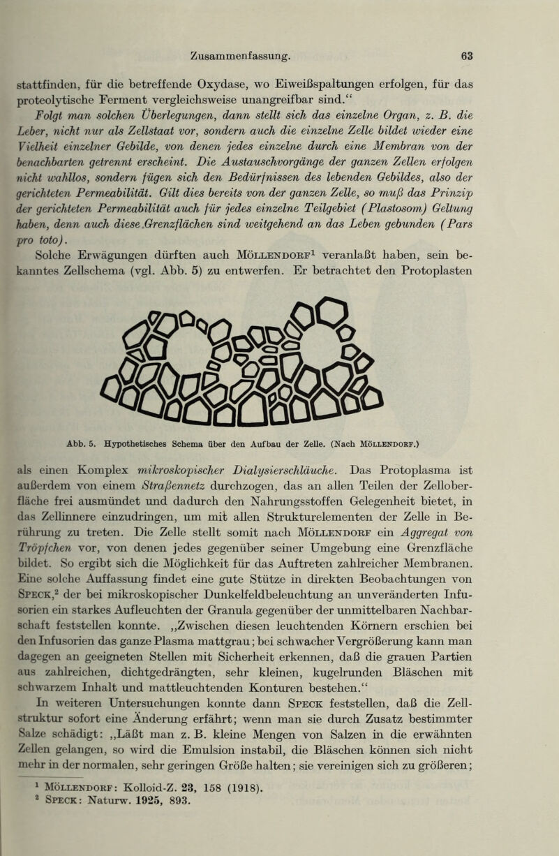 stattfinden, für die betreffende Oxydase, wo Eiweißspaltungen erfolgen, für das proteolytische Ferment vergleichsweise unangreifbar sind.“ Folgt man solchen Überlegungen, dann stellt sich das einzelne Organ, z. B. die Leber, nicht nur als Zellstaat vor, sondern auch die einzelne Zelle bildet wieder eine Vielheit einzelner Gebilde, von denen jedes einzelne durch eine Membran von der benachbarten getrennt erscheint. Die Austauschvorgänge der ganzen Zellen erfolgen nicht wahllos, sondern fügen sich den Bedürfnissen des lebenden Gebildes, also der gerichteten Permeabilität. Gilt dies bereits von der ganzen Zelle, so muß das Prinzip der gerichteten Permeabilität auch für jedes einzelne Teilgebiet (Plastosom) Geltung haben, denn auch diese Grenzflächen sind weitgehend an das Leben gebunden (Pars pro toto). Solche Erwägungen dürften auch Möllendorf1 veranlaßt haben, sein be- kanntes Zellschema (vgl. Abb. 5) zu entwerfen. Er betrachtet den Protoplasten Abb. 5. Hypothetisches Schema über den Aufbau der Zelle. (Nach Möllendorf.) als einen Komplex mikroskopischer DialysierSchläuche. Das Protoplasma ist außerdem von einem Straßennetz durchzogen, das an allen Teilen der Zellober- fläche frei ausmündet und dadurch den Nahrungsstoffen Gelegenheit bietet, in das Zellinnere einzudringen, um mit allen Strukturelementen der Zelle in Be- rührung zu treten. Die Zelle stellt somit nach Möllendorf ein Aggregat von Tröpfchen vor, von denen jedes gegenüber seiner Umgebung eine Grenzfläche bildet. So ergibt sich die Möglichkeit für das Auftreten zahlreicher Membranen. Eine solche Auffassung findet eine gute Stütze in direkten Beobachtungen von Speck,2 der bei mikroskopischer Dunkelfeldbeleuchtung an imveränderten Infu- sorien ein starkes Aufleuchten der Granula gegenüber der unmittelbaren Nachbar- schaft feststellen konnte. „Zwischen diesen leuchtenden Körnern erschien bei den Infusorien das ganze Plasma mattgrau; bei schwacher Vergrößerung kann man dagegen an geeigneten Stellen mit Sicherheit erkennen, daß die grauen Partien aus zahlreichen, dichtgedrängten, sehr kleinen, kugelrunden Bläschen mit schwarzem Inhalt und mattleuchtenden Konturen bestehen.“ In weiteren Untersuchungen konnte dann Speck feststellen, daß die Zell- struktur sofort eine Änderung erfährt; wenn man sie durch Zusatz bestimmter Salze schädigt: „Läßt man z. B. kleine Mengen von Salzen in die erwähnten Zellen gelangen, so wird die Emulsion instabil, die Bläschen können sich nicht mehr in der normalen, sehr geringen Größe halten; sie vereinigen sich zu größeren; 1 Möllendorf: Kolloid-Z. 23, 158 (1918). 2 Speck: Naturw. 1925, 893.