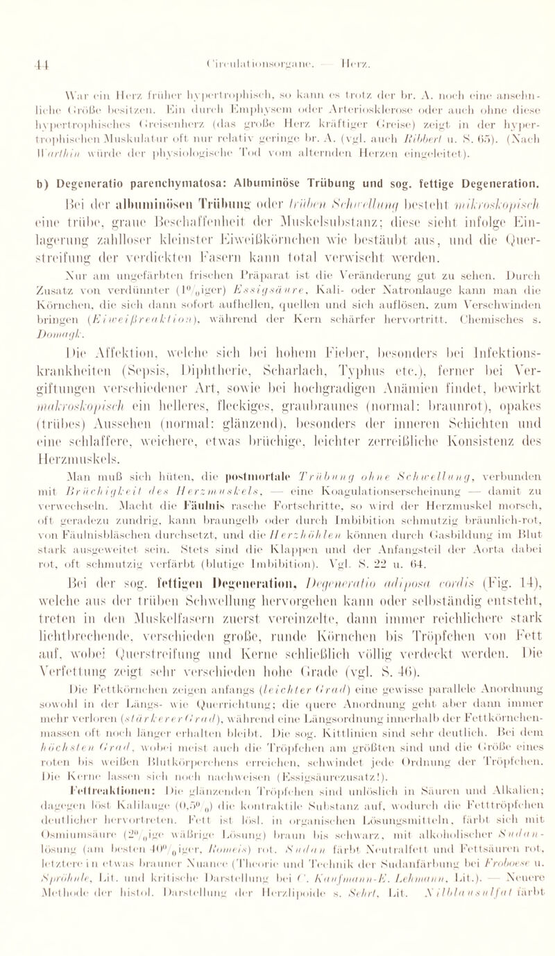 War ein Herz früher hypertrophisch, so kann cs trotz der br. A. noch eine ansehn¬ liche Größe besitzen, bin durch Emphysem oder Arteriosklerose oder auch ohne diese livpertrophiselies (J reisen herz (das große Herz kräftiger Greise) zeigt in der hyper¬ trophischen Muskulatur oft nur relativ geringe br. A. (vgl. auch Ribberl u. S. 65). (Nach Warlhin würde der physiologische Tod vom alternden Herzen eingeleitet). b) Degeneratio parenchymatosa: Albumitiöse Trübung und sog. fettige Degeneration. Hei der albuminüsen Trübung oder Iriibni Seha-ellang besteht mikroskopisch eine trübe, graue Beschaffenheit der Muskclsubstanz; diese sieht infolge Ein- lagerung zahlloser kh'inster Fiweißkörnohen wie bestäubt aus, und die Quer¬ st reifung der verdickten Fasern kann total verwischt werden. Nur am ungefärbten frischen Präparat ist die Veränderung gut zu sehen. Durch Zusatz von verdünnter (l%iger) Essigsäure, Kali- oder Natronlauge kann man die Körnchen, die sieh dann sofort aufhellen, quellen und sieh auflösen, zum Verschwinden bringen {Eiweißreaktion), während der Kern schärfer hervortritt. Chemisches s. Domagk. I >ie Affektion, welche sich bei hohem Fieber, besonders bei Infektions¬ krankheiten (Sepsis, Diphtherie, Scharlach, Typhus etc.), ferner bei Ver¬ giftungen verschiedener Art, sowie bei hochgradigen Anämien findet, bewirkt makroskopisch ein helleres, fleckiges, graubraunes (normal: braunrot), opakes (trübes) Aussehen (normal: glänzend), besonders der inneren Schlichten und eine schlaffere, weichere, etwas brüchige, leichter zerreißliehe Konsistenz des Herzmuskels. Man muß sieh hüten, die postmortale Trübung ohne Schwellung, verbunden mit Brüchigkeit des Herzmuskels, — eine Koagulationserscheinung — damit zu verwechseln. Macht die Fäulnis rasche Fortschritte, so wird der Herzmuskel morsch, oft geradezu zundrig, kann braungelb oder durch Imbibition schmutzig bräunlicli-rot, von Fäulnisbläschen durchsetzt, und die Herzhöhlen können durch Gasbildung im Blut- stark ausgeweitet sein. Stets sind die Klappen und der Anfangsteil der Aorta dabei rot, oft schmutzig verfärbt (blutige Imbibition). Vgl. S. 22 u. 04. Bei der sog. fettigen Degeneration, Degeneratio adiposa conlis (Fig. 14), welche aus der trüben Schwellung hervorgehen kann oder selbständig entsteht, treten in den .Muskelfasern zuerst vereinzelte, dann immer reichlichere stark licht-brechende, verschieden große, runde Körnchen bis Tröpfchen von Fett auf, wobei Querstreifung und Kerne schließlich völlig verdeckt werden. Die Verfettung zeigt sehr verschieden hohe Grade (vgl. S. 46). Die Fettkörnehen zeigen anfangs (leichter (irad) eine gewisse parallele Anordnung sowohl in der Längs- wie Querrichtung; die quere Anordnung geht aber dann immer mehr verloren (stärkerer (Irad), während eine Längsordnung innerhalb der Fettkörnchen¬ massen oft noch länger erhalten bleibt. Die sog. Kittlinien sind sehr deutlich. Bei dem höchsten (Irad, wobei meist auch die Tröpfchen am größten sind und die Größe eines roten bis weißen Blutkörperchens erreichen, schwindet jede Ordnung der Iröpfchen. Die Korne lassen sieh noch nach weisen (Essigsäurezusatz!). Fell renkt innen: Die glänzenden Tröpfchen sind unlöslich in Säuren und Alkalien; dagegen löst Kalilauge (0,.r>° 0) die kontraktile Substanz auf, wodurch die Fetttröpfchen deutlicher hervortreten. Fett ist lösl. in organischen Lösungsmitteln, färbt sieh mit Osmiumsäure (2°/0igo wäßrige Lösung) braun bis schwarz, mit alkoholischer Sudau- lösung (am besten 40° 0iger, liomeis) rot. Sudan färbt Neutral fett und Fettsäuren rot, letztere in etwas brauner Nuance (Theorie und Technik der Sudanfärbung bei Froboest u. S/wähltle, Lit. und kritische Darstellung bei ('. Kanfmanu-E. Lehmann. Lit.). Neuere Methode der histol. Darstellung der Herzlipoide s. Sehrt, Lit. ,\ i lbla n s u IJul färbt