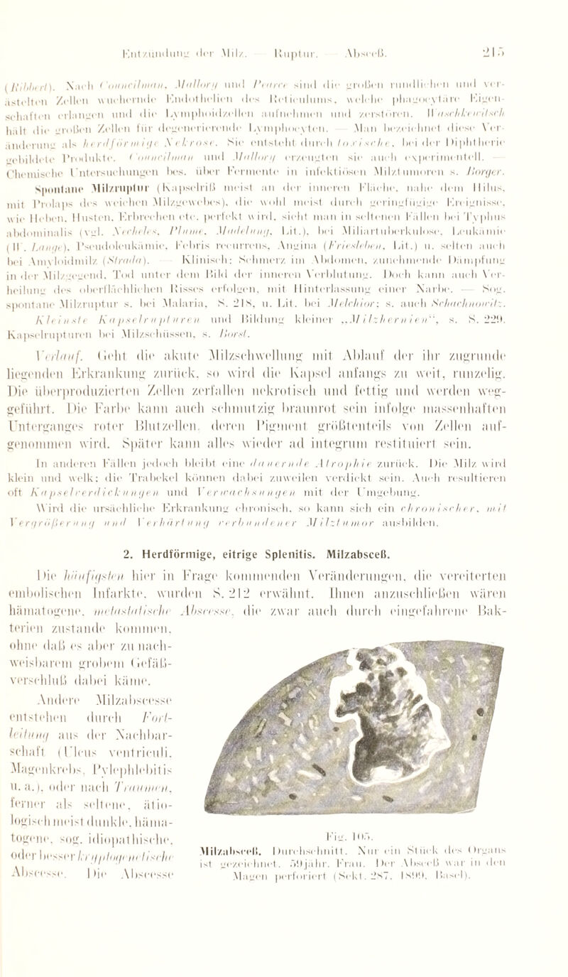 (luhhi rl). Nach < 'ouneilman. Mallor// und Prarre sind dir großen rundlichen und vu - astrltrn /rllrn wuchernde F.ndothclien des llel ieulunis. welche pliagocybirc Figen- sehaften erlaiurcn und die Lvmphoidzollen aufnohmen und zerstören. II eischlcirtlscli lialt die großen Zellen für degenerierende Lymphocytcn. Man bezeichnet diese Vrr änderung als herd für m t <jc A r kröne. Sie entsteht durch toxische, bei der I )ipht herie evbildetc Produkte. < onneihnau und Mallor// erzeugten sie auch e\|)eriinentell. Che mische t 'ntersuelmngen bes. über Fermente in infektiösen Milztumoren s. Horger. Spontane Milzruptur (Kapselriß meist an der inneren Flache, nahe dein llilus, mit Prolaps des weichen .Milzgewebes). die wohl meist durch geringfügige Ereignisse, w ie I leben. 11usten. 'Erbrechen etc. perfekt wird, sieht man in seltenen Fidlen bei Tvplins abdominalis (vgl. Aerheles, Plunx. Madelnix/, lat.), bei Miliartuberkulose. Leukämie (II. Laixje). Pseudoloukümie, Febris recurrens. Angina (Frieslehen, Lit.) u. selten auch bei \mvloidmilz (Strada). Klinisch: Schmerz im \bdomen. zunehmende Dampfung in i ler Milz aeuend. Tod unter dem Bild der inneren Verblutung. Doch kann auch \ er Heilung des oberflächlichen Bisses erfolgen, mit 11 interlassung einer Narbe. Sog. spontane .Milzruptur s. bei Malaria, S. 2ls, u. Lit. bei Melchior: s. auch Schachnoirilz. Kleinste Ka j>sel r )i pt uren und Bildung kleiner .1/ / / ~h e r ni en11, s. S. 229. Kapselrupturen bei Milzschüssen, s. Horst. Verlauf, lieht die akute Milzschwollung mit Ablauf der ihr zugrunde liegenden Erkrankung zurück, so wird dit* Kapsel anfangs zu weit, runzelig. Die überproduzierten Zellen zerfallen nekrotisch und fettig und werden weg¬ geführt. Die Farbe kann auch schmutzig braunrot sein infolge massenhaften Unterganges roter Blutzöllen, deren Pigment größtenteils von Zellen auf- genommen wird. Später kann alles wieder ad integrum restituiert sein. In anderen Fällen jedoch bleibt eine (lauernde Atrophie zurück. Die Milz wird klein und welk; die Trabekel können dabei zuweilen verdickt sein. Auch resultieren oft Kapselrerdick ungen und Fer weich* n n jen mit der l’mgebung. W ird die ursächliche Erkrankung chronisch, so kann sich ein chronischer, mit I ere/rößer n nt/ und I erhört uni/ cerhu ndener Milztumor ausbilden. 2. Herdförmige, eitrige Splenitis. MilzabscelL Die häufiffstni hier in Frage kommenden Veränderungen, die vereiterten embolisohen Infarkte, wurden S. 212 erwähnt. Ihnen anzusehließen wären hämatogene, ■metusta tische Absnssr. die zwar auch durch eingefahrono Bak¬ terien zustande kommen, ohne daß es aber zu nach¬ weisbarem grobem (iefäß- verschluß dabei käme. Andere Milzabscesso entstehen durch F ort¬ leitu ng aus der Nachbar¬ schaft (Ficus ventrieuli. Magenkrebs. Pvlephlebitis u. a.), oder nach T raunten, ferner als seltene, ätio¬ logisch meist dunkle, häma¬ togene. -mg. idiopal bische, oder besser Irr i/plmp nett sehe Abscesse. | )j(> Abseesse Fic. 10ö. Milzahscelf. DiirehschnilL Nur ein Stück des Organs ist gezeichnet. ÜOjähr. Frau. Der \bscoß war in den Magen perforiert (Sekt. 2*7. Fs!Mt. Basel).