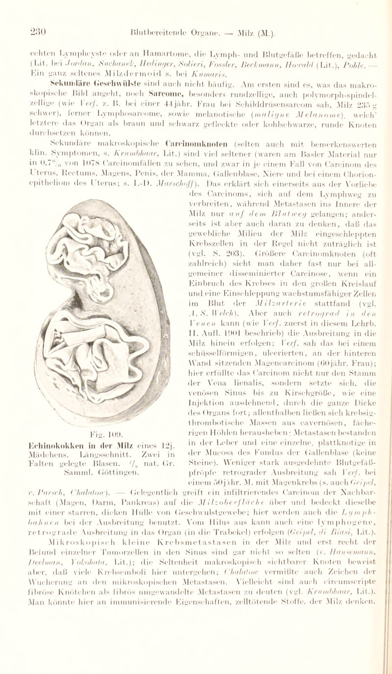 ßlutbercitendc Organe. — .Mil/. (M.) e. liteii liyniplieysteodera.il Hamartome, die Lymph- und Blutgefäße betreffen, gedacht (Bit. bei .forthin, iSuchanek, Hetlinger, Mm, Fosder, Beckmann, Uo'vaU (Bit.), Fohlt. - Bin ganz, seltenes .M ilzdermoid s. bei Kuniaris. Sekundäre Geschwülste sind auch nicht häufig. Am ersten sind es, was das makro¬ skopische Bild angeht, noch Saroomc« besonders rund/,eilige, auch polymorph-spindel¬ zellige (wie I erj. /.. B. bei einer 44jähr. Frau bei Sehilddriisensareom sah. .Milz 23f> g schwer), ferner Lymphosareome, sowie melanotische (maligne M ela iioine), welch letztere das Organ als braun und schwarz gefleckte oder kohlschwarze, runde Knoten durchsetzen können. Sekundäre makroskopische ('arriiioiiikiiotcii (selten auch mit bemerkenswerten klin. Symptomen, s. hrumbhaar, Bit.) sind viel seltener (waren am Basler .Material nur in 0.7 „ von 107S (’areinomtällen zu sehen, und zwar in je einem Fall von Carcinom iles I terus. Heetums. Magens, l’enis. der Mamma, Gallenblase, .Niere und bei einem Chorion- epitheliom des 1 terus; s. l.-l). Marschoff). Das erklärt sieh einerseits aus der Vorliebe des Careinoms, sich auf dem Ly mph weg zu verbreiten, während Metastasen ins innere der Milz nur auf dem Blutweg gelangen; ander¬ seits ist aber auch daran zu denken, daß das gewebliche Milieu der Milz eingeschleppten Krebszellen in der Kegel nicht zuträglich ist (vgl. S. 203). Größere Carcinomknoten (oft zahlreich) sieht man daher fast nur bei all¬ gemeiner disseminierter Carcinose, wenn ein Einbruch des Krebses in den großen Kreislauf und eine Einschleppung wachstumsfähiger Zellen im Blut der Milzarterie stattfand (vgl. . I. <S'. Welch). Aber auch retrograd in den Venen kann (wie 1 er/, zuerst in diesem Lehrb. II. Aufl. 1901 beschrieb) die Ausbreitung in die Milz hinein erfolgen; Verf. sah das bei einem schüsselförmigen, ulcerierten, an der hinteren Wand sitzenden Magencareinom (OOjälir. Frau); hier erfüllte das Carcinom nicht nur den Stamm der Vena lienalis, sondern setzte sieh, die venösen Sinus bis zu Kirschgroße, wie eine Injektion ausdehnend, durch die ganze Dicke des ( h'gans fort; allenthalben ließen sich krebsig- thrombof isehe Massen aus eavernösen, fäche¬ rigen Höhlen herausheben; Metastasen bestanden in der Leber und eine einzelne, plattknotige in der Mucosa des Fundus der Gallenblase (keine Steine). Weniger stark ausgedehnte Blutgefäß- pfröpfe retrograder Ausbreitung sah Verf. bei einem öOj ihr. M. mit Magenkrebs (s. auch deipel, r. Harsch, Chain Ion:). —- Gelegentlich greift ein infiltrierendes Carcinom der Nachbar¬ schaft (Magen, Darm, Pankreas) auf die M ilzoherfläeh e über und bedeckt dieselbe mit einer starren, dicken Hülle von Gesell wulstgewebe; hier werden auch die Lymph- bahnen bei der Ausbreitung benutzt. Vom llilus aus kann auch eine lymphogene. retrograde \usbreitung in das Organ (in die Trabekel) erfolgen (Geipel, di ßiad, Bit.). Mikroskopisch kleine Krebsmetastasen in der Milz und erst recht der Befund einzelner Tumorzellen in den Sinus sind gar nicht so selten (t. IIan*emmin, Deehnnn, ) Okolialtt, Lit.); die Seltenheit makroskopisch sichtbarer Knoten beweist aber, daß viele Krebsemboli hier untergehen; t'halatow vermißte auch Zeichen der Wucherung an den mikroskopischen Metastasen. Vielleicht sind auch ei re umscripte fibröse Knötchen als fibrös umgewandelte Metastasen zu deuten (vgl. Krunthhaar, Lit.). Man könnte hieran immunisierende Eigenschaften, zelllötende Stoffe, der Milz denken. Lchiitnknkkrn in der Milz eines 12j. Mädchens. Längsschnitt. Zwei in Kalten gelegte. Blasen. '/, nat. Gr. Samml. (Jöttingen.