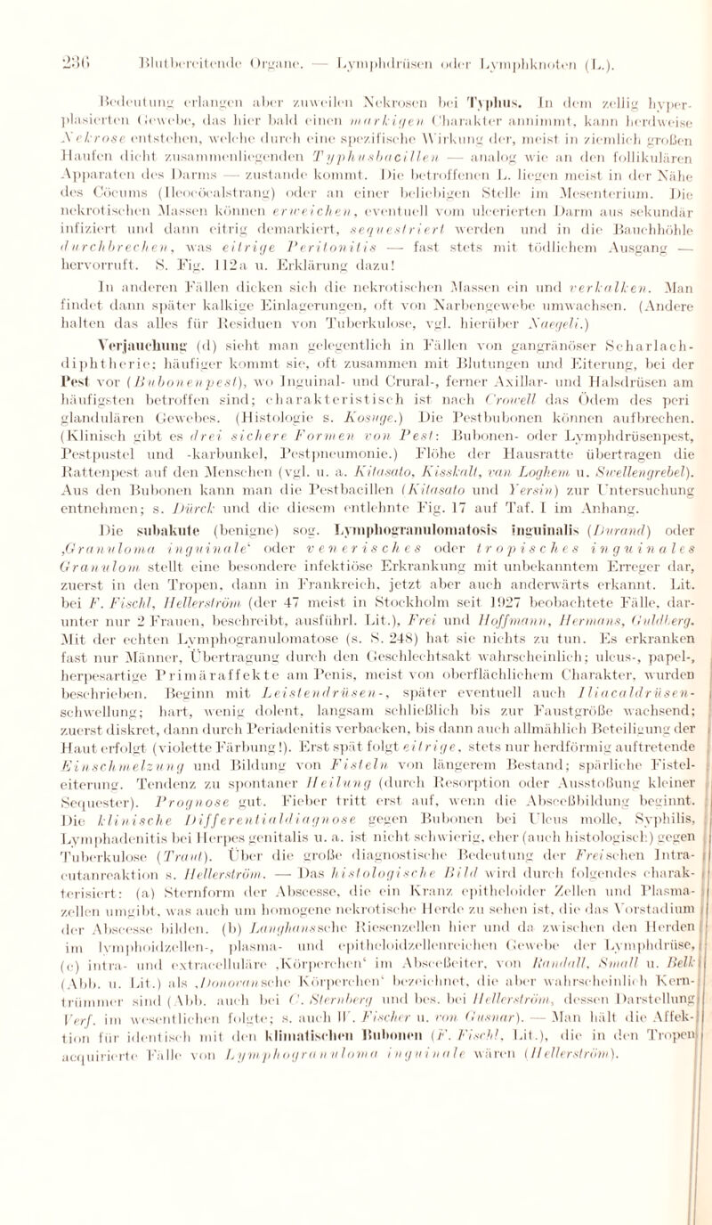 Bedeutung erlangen aber zuweilen Nekrosen bei Typlius. In dem zellig hvper- plasierten (Jewebe, das hier bald einen markigen Charakter annimmt, kann herdweise yehrose entstehen, welche durch eine spezifische Wirkung der, meist in ziemlich großen Haufen dicht zusammenliegenden Typhusbacillen — analog wie an den follikulären Apparaten des Darms — zustande kommt. Die betroffenen L. liegen meist in der Nähe ries Cöcums (Ueocöcalstrang) oder an einer beliebigen Stelle im Mesenterium. Die nekrotischen Massen können erweichen, eventuell vom ulcerierten Darm aus sekundär infiziert und dann eitrig demarkiert, sequestriert werden und in die Bauchhöhle durchbrechen, was eitrige Peritonitis — fast stets mit tödlichem Ausgang — hervorruft. S. Fig. 112a u. Erklärung dazu! ln anderen Fällen dicken sich die nekrotischen Massen ein und verhallen. Man findet dann später kalkige Einlagerungen, oft von Narbengewebe umwachsen. (Andere halten das alles für Kesiduen von Tuberkulose, vgl. hierüber Xaegeli.) Verjauchung (d) sieht man gelegentlich in Fällen von gangränöser Scharlach¬ diphtherie; häufiger kommt sie, oft zusammen mit Blutungen und Eiterung, bei der Pest vor (Bubonenpest), wo Inguinal- und Crural-, ferner Axillar- und Halsdrüsen am häufigsten betroffen sind; charakteristisch ist nach Crowell das Ödem des peri glandulären Gewebes. (Histologie s. Kosuge.) Die Pestbubonen können aufbrechen. (Klinisch gibt es drei sichere Formen von Pest: Bubonen- oder Lymphdrüsenpest, Pestpustel und -karbunkel, Pestpneumonie.) Flöhe der Hausratte übertragen die Rattenpest auf den Menschen (vgl. u. a. Kitasato, Kisshalt, van Loghem u. Swellengrebel). Aus den Bubonen kann man die Pestbacillen (Kitasato und Yersin) zur Untersuchung entnehmen; s. Durch und die diesem entlehnte Fig. 17 auf Taf. I im Anhang. Die subakute (benigne) sog. Lymphogranulomatosis inguinalis (Durand) oder ,Granuloma inguinale1' oder venerisches oder tropisches inguinales Granulom stellt eine besondere infektiöse Erkrankung mit unbekanntem Erreger dar, zuerst in den Tropen, dann in Frankreich, jetzt aber auch anderwärts erkannt. Lit. bei F. Fischt, Hellerström (der 47 meist in Stockholm seit 1927 beobachtete Fälle, dar¬ unter nur 2 Frauen, beschreibt, ausführl. Lit.), Frei und Hoff mann, Herma ns, Gnldherg. Mit der echten Lymphogranulomatose (s. S. 248) hat sie nichts zu tun. Es erkranken fast nur Männer, Übertragung durch den Geschlechtsakt wahrscheinlich; ulcus-, papel-, herpesartige Primäraffekte am Penis, meist von oberflächlichem Charakter, wurden beschrieben. Beginn mit Leistendrüsen-, später eventuell auch lliacaldrüsen- schwellung; hart, wenig dolent, langsam schließlich bis zur Faustgroße wachsend; zuerst diskret, dann durch Periadenitis verbacken, bis dann auch allmählich Beteiligung der Haut erfolgt (violette Färbung!). Erst spät folgt eitrige, stets nur herdförmig auftretende Einschmelzung und Bildung von Fisteln von längerem Bestand; spärliche Fistel¬ eiterung. Tendenz zu spontaner Heilung (durch Resorption oder Ausstoßung kleiner Sequester). Prognose gut. Fieber tritt erst auf, wenn die Absceßbildung beginnt. Die hlinische Differentialdiagnose gegen Bubonen bei Ulcus molle, Syphilis, Lymphadenitis bei Herpes genitalis u. a. ist nicht schwierig, eher (auch histologisch) gegen Tuberkulose (Traut). Über die große diagnostische Bedeutung der Freisehen Intra- eutanreaktion s. Heller ström. — Das histologische Bild wird durch folgendes charak¬ terisiert: (a) Sternform der Abscesse, die ein Kranz epitheloider Zellen und Plasma¬ zellen umgibt, was auch um homogene nekrotische Herde zu sehen ist, die das Vorstudium d der Abscesse bilden, (b) Langhaus sehe Riesenzellen hier und da zwischen den Herden |j im lvmphoidzellen-, plasma- und epitheloidzellenreichen Gewebe der Lymphdriise, 1 j (e) intra- und cxtracelluläre ,Körperchen‘ im Abseeßeiter, von Bandall. Small u. Bell i (Abb. u. Lit.) als Jtonoran sehe Körperehen1 bezeichnet, die aber wahrscheinlich Kern¬ trümmer sind (Abb. auch bei 0. Sternberg und bes. bei Hellerström, dessen Darstellung Verf. im wesentlichen folgte; s. auch II . Fischer u. von Gusnar). — Man hält die Affek¬ tion für identisch mit den klimatischen Billionen (F. Fischt. Lit.), die in den Tropen! acquirierte Fälle von Lymphogranuloma inguinale wären (IIellerström).