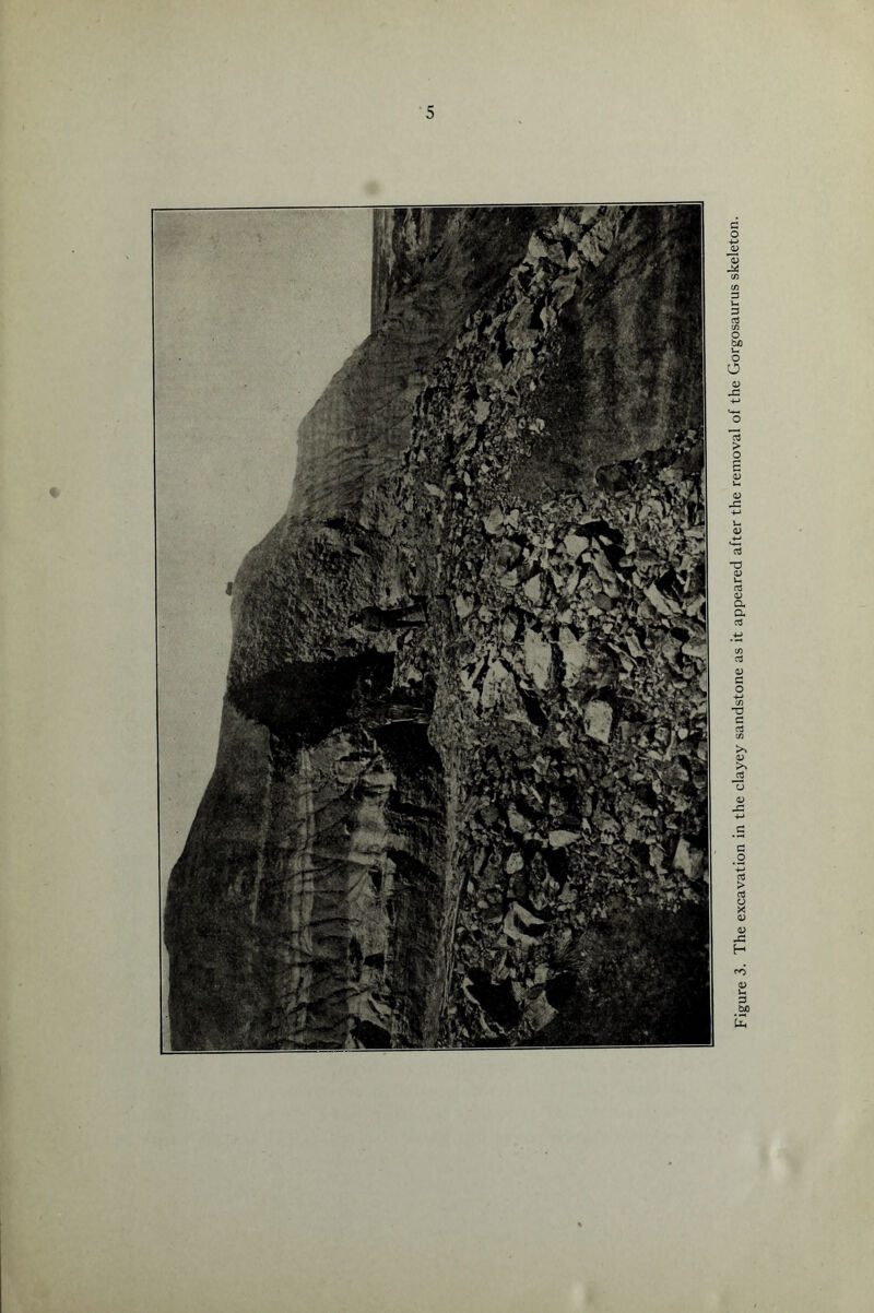 Figure 3. The excavation in the clayey sandstone as it appeared after the removal of the Gorgosaurus skeleton.