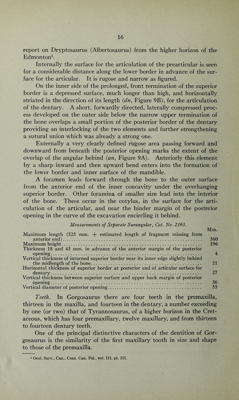 report on Dryptosaurus (Albertosaurus) from the higher horizon of the Edmonton1. Internally the surface for the articulation of the prearticular is seen for a considerable distance along the lower border in advance of the sur¬ face for the articular. It is rugose and narrow as figured. On the inner side of the prolonged, front termination of the superior border is a depressed surface, much longer than high, and horizontally striated in the direction of its length (dn, Figure 9B), for the articulation of the dentary. A short, forwardly directed, laterally compressed proc¬ ess developed on the outer side below the narrow upper termination of the bone overlaps a small portion of the posterior border of the dentary providing an interlocking of the two elements and further strengthening a sutural union which was already a strong one. Externally a very clearly defined rugose area passing forward and downward from beneath the posterior opening marks the extent of the overlap of the angular behind (an, Figure 9A). Anteriorly this element by a sharp inward and then upward bend enters into the formation of the lower border and inner surface of the mandible. A foramen leads forward through the bone to the outer surface from the anterior end of the inner concavity under the overhanging superior border. Other foramina of smaller size lead into the interior of the bone. These occur in the cotylus, in the surface for the arti¬ culation of the articular, and near the hinder margin of the posterior opening in the curve of the excavation encircling it behind. Measurements of Separate Surangular, Cat. No. 2193. Mm. Maximum length (525 mm. + estimated length of fragment missing from anterior end). 560 Maximum height. 196 Thickness 18 and 45 mm. in advance of the anterior margin of the posterior opening. 4 Vertical thickness of inturned superior border near its inner edge slightly behind the midlength of the bone. 21 Horizontal thickness of superior border at posterior end of articular surface for dentary. 27 Vertical thickness between superior surface and upper back margin of posterior opening. 36 Vertical diameter of posterior opening. 55 Teeth. In Gorgosaurus there are four teeth in the premaxilla, thirteen in the maxilla, and fourteen in the dentary, a number exceeding by one (or two) that of Tyrannosaurus, of a higher horizon in the Cret¬ aceous, which has four premaxillary, twelve maxillary, and from thirteen to fourteen dentary teeth. One of the principal distinctive characters of the dentition of Gor¬ gosaurus is the similarity of the first maxillary tooth in size and shape to those of the premaxilla. 1 Geol. Surv., Can., Cont. Can. Pal., vol. Ill, pt. III.