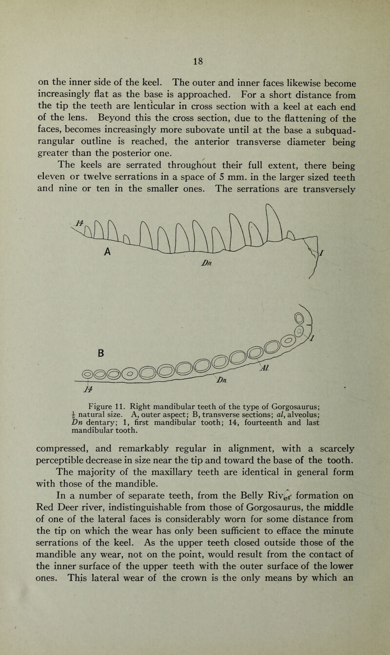 on the inner side of the keel. The outer and inner faces likewise become increasingly flat as the base is approached. For a short distance from the tip the teeth are lenticular in cross section with a keel at each end of the lens. Beyond this the cross section, due to the flattening of the faces, becomes increasingly more subovate until at the base a subquad- rangular outline is reached, the anterior transverse diameter being greater than the posterior one. The keels are serrated throughout their full extent, there being eleven or twelve serrations in a space of 5 mm. in the larger sized teeth and nine or ten in the smaller ones. The serrations are transversely Figure 11. Right mandibular teeth of the type of Gorgosaurus; £ natural size. A, outer aspect; B, transverse sections; al, alveolus; Dn dentary; 1, first mandibular tooth; 14, fourteenth and last mandibular tooth. compressed, and remarkably regular in alignment, with a scarcely perceptible decrease in size near the tip and toward the base of the tooth. The majority of the maxillary teeth are identical in general form with those of the mandible. In a number of separate teeth, from the Belly River formation on Red Deer river, indistinguishable from those of Gorgosaurus, the middle of one of the lateral faces is considerably worn for some distance from the tip on which the wear has only been sufficient to efface the minute serrations of the keel. As the upper teeth closed outside those of the mandible any wear, not on the point, would result from the contact of the inner surface of the upper teeth with the outer surface of the lower ones. This lateral wear of the crown is the only means by which an