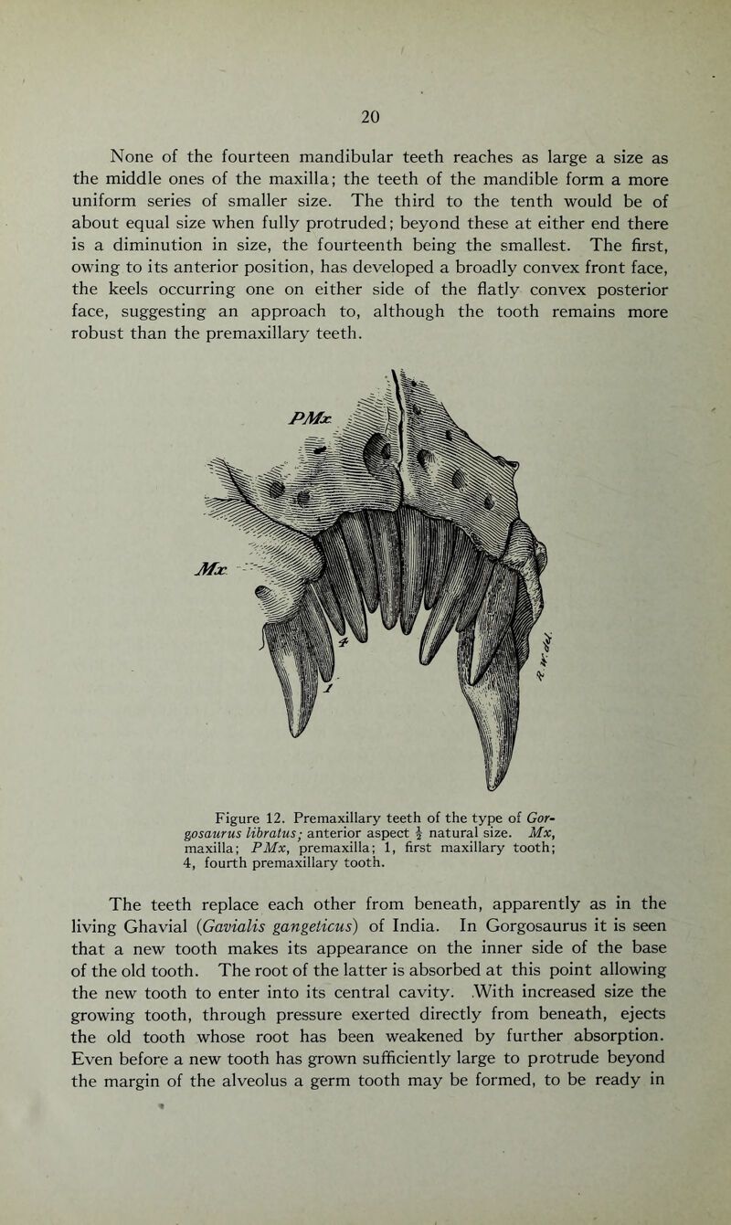 None of the fourteen mandibular teeth reaches as large a size as the middle ones of the maxilla; the teeth of the mandible form a more uniform series of smaller size. The third to the tenth would be of about equal size when fully protruded; beyond these at either end there is a diminution in size, the fourteenth being the smallest. The first, owing to its anterior position, has developed a broadly convex front face, the keels occurring one on either side of the flatly convex posterior face, suggesting an approach to, although the tooth remains more robust than the premaxillary teeth. Figure 12. Premaxillary teeth of the type of Gor- gosaurus libratus; anterior aspect £ natural size. Mx, maxilla; PMx, premaxilla; 1, first maxillary tooth; 4, fourth premaxillary tooth. The teeth replace each other from beneath, apparently as in the living Ghavial (Gavialis gangeticus) of India. In Gorgosaurus it is seen that a new tooth makes its appearance on the inner side of the base of the old tooth. The root of the latter is absorbed at this point allowing the new tooth to enter into its central cavity. .With increased size the growing tooth, through pressure exerted directly from beneath, ejects the old tooth whose root has been weakened by further absorption. Even before a new tooth has grown sufficiently large to protrude beyond the margin of the alveolus a germ tooth may be formed, to be ready in