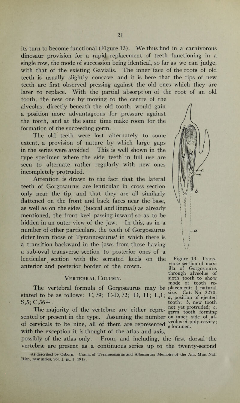 its turn to become functional (Figure 13). We thus find in a carnivorous dinosaur provision for a rapid replacement of teeth functioning in a single row, the mode of succession being identical, so far as we can judge, with that of the existing Gavialis. The inner face of the roots of old teeth is usually slightly concave and it is here that the tips of new teeth are first observed pressing against the old ones which they are later to replace. With the partial absorpt’on of the root of an old tooth, the new one by moving to the centre of the alveolus, directly beneath the old tooth, would gain a position more advantageous for pressure against the tooth, and at the same time make room for the formation of the succeeding germ. The old teeth were lost alternately to some extent, a provision of nature by which large gaps in the series were avoided This is well shown in the type specimen where the side teeth in full use are seen to alternate rather regularly with new ones incompletely protruded. Attention is drawn to the fact that the lateral teeth of Gorgosaurus are lenticular in cross section only near the tip, and that they are all similarly flattened on the front and back faces near the base, as well as on the sides (buccal and lingual) as already mentioned, the front keel passing inward so as to be hidden in an outer view of the jaw. In this, as in a number of other particulars, the teeth of Gorgosaurus j La. differ from those of Tyrannosaurus1 in which there is \ ; a transition backward in the jaws from those having a sub-oval transverse section to posterior ones of a lenticular section with the serrated keels on the anterior and posterior border of the crown. Vertebral Column. Figure 13. Trans¬ verse section of max¬ illa of Gorgosaurus through alveolus of sixth tooth to show mode of tooth re- The vertebral formula of Gorgosaurus may be placement; j natural stated to be as follows: C,?9; C-D,?2; D, 11; L,l; ‘Cposifion objected s,5; C,36+ . tooth; b, new tooth The majority of the vertebrae are either repre- gerVrtoot^riforming sen ted or present in the type. Assuming the number on inner side of al- of cervicals to be nine, all of them are represented J*f°ramenPUlp-cavity, with the exception it is thought of the atlas and axis, possibly of the atlas only. From, and including, the first dorsal the vertebrae are present as a continuous series up to the twenty-second ■As described by Osborn. Crania of Tyrannosaurus and AUosaurus: Memoirs of the Am. Mus. Nat. Hist., new series, vol. I, pt. X, 1912.
