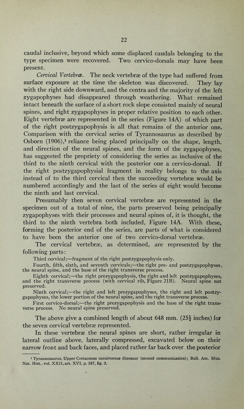 caudal inclusive, beyond which some displaced caudals belonging to the type specimen were recovered. Two cervico-dorsals may have been present. Cervical Vertebrce. The neck vertebrae of the type had suffered from surface exposure at the time the skeleton was discovered. They lay with the right side downward, and the centra and the majority of the left zygapophyses had disappeared through weathering. What remained intact beneath the surface of a short rock slope consisted mainly of neural spines, and right zygapophyses in proper relative position to each other. Eight vertebrae are represented in the series (Figure 14A) of which part of the right postzygapophysis is all that remains of the anterior one. Comparison with the cervical series of Tyrannosaurus as described by Osborn (1906) ,x reliance being placed principally on the shape, length, and direction of the neural spines, and the form of the zygapophyses, has suggested the propriety of considering the series as inclusive of the third to the ninth cervical with the posterior one a cervico-dorsal. If the right postzygapophysial fragment in reality belongs to the axis instead of to the third cervical then the succeeding vertebrae would be numbered accordingly and the last of the series of eight would become the ninth and last cervical. Presumably then seven cervical vertebrae are represented in the specimen out of a total of nine, the parts preserved being principally zygapophyses with their processes and neural spines of, it is thought, the third to the ninth vertebra both included, Figure 14A. With these, forming the posterior end of the series, are parts of what is considered to have been the anterior one of two cervico-dorsal vertebrae. The cervical vertebrae, as determined, are represented by the following parts: Third cervical;—fragment of the right postzygapophysis only. Fourth, fifth, sixth, and seventh cervicals;—the right pre- and postzygapophyses, the neural spine, and the base of the right transverse process. Eighth cervical;—the right prezygapophysis, the right and left postzygapophyses, and the right transverse process (with cervical rib, Figure 21B). Neural spine not preserved. Ninth cervical;—the right and left prezygapophyses, the right and left postzy¬ gapophyses, the lower portion of the neural spine, and the right transverse process. First cervico-dorsal;—the right prezygapophysis and the base of the right trans¬ verse process. No neural spine preserved. The above give a combined length of about 648 mm. (25^ inches) for the seven cervical vertebrae represented. In these vertebrae the neural spines are short, rather irregular in lateral outline above, laterally compressed, excavated below on their narrow front and back faces, and placed rather far back over the posterior 1 Tyrannosaurus, Upper Cretaceous carnivorous dinosaur (second communication); Bull. Am. Mus. Nat. Hist., vol. XXII, art. XVI, p. 287, fig. 3.