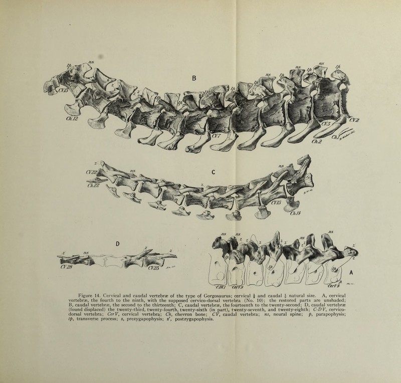 Figure 14. Cervical and caudal vertebrae of the type of Gorgosaurus; cervical | and caudal ,J natural size. A, cervical vertebrae, the fourth to the ninth, with the supposed cervico-dorsal vertebra (No. 10); the restored parts are unshaded; B, caudal vertebrae, the second to the thirteenth; C, caudal vertebrae, the fourteenth to the twenty-second; D, caudal vertebrae (found displaced) the twenty-third, twenty-fourth, twenty-sixth (in part), twenty-seventh, and twenty-eighth; C-DV, cervico- dorsal vertebra; CerV, cervical vertebra; Ch, chevron bone; CV, caudal vertebra; ns, neural spine; p, parapophysis; Ip, transverse process; z, prezygapophysis; z', postzygapophysis.