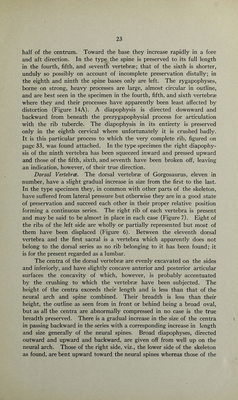 half of the centrum. Toward the base they increase rapidly in a fore and aft direction. In the type the spine is preserved to its full length in the fourth, fifth, and seventh vertebrse; that of the sixth is shorter, unduly so possibly on account of incomplete preservation distally; in the eighth and ninth the spine bases only are left. The zygapophyses, borne on strong, heavy processes are large, almost circular in outline, and are best seen in the specimen in the fourth, fifth, and sixth vertebrae where they and their processes have apparently been least affected by distortion (Figure 14A). A diapophysis is directed downward and backward from beneath the prezygapophysial process for articulation with the rib tubercle. The diapophysis in its entirety is preserved only in the eighth cervical where unfortunately it is crushed badly. It is this particular process to which the very complete rib, figured on page 33, was found attached. In the type specimen the right diapophy¬ sis of the ninth vertebra has been squeezed inward and pressed upward and those of the fifth, sixth, and seventh have been broken off, leaving an indication, however, of their true direction. Dorsal Vertebra. The dorsal vertebrae of Gorgosaurus, eleven in number, have a slight gradual increase in size from the first to the last. In the type specimen they, in common with other parts of the skeleton, have suffered from lateral pressure but otherwise they are in a good state of preservation and succeed each other in their proper relative position forming a continuous series. The right rib of each vertebra is present and may be said to be almost in place in each case (Figure 7). Eight of the ribs of the left side are wholly or partially represented but most of them have been displaced (Figure 6). Between the eleventh dorsal vertebra and the first sacral is a vertebra which apparently does not belong to the dorsal series as no rib belonging to it has been found; it is for the present regarded as a lumbar. The centra of the dorsal vertebrae are evenly excavated on the sides and inferiorly, and have slightly concave anterior and posterior articular surfaces the concavity of which, however, is probably accentuated by the crushing to which the vertebrae have been subjected. The height of the centra exceeds their length and is less than that of the neural arch and spine combined. Their breadth is less than their height, the outline as seen from in front or behind being a broad oval, but as all the centra are abnormally compressed in no case is the true breadth preserved. There is a gradual increase in the size of the centra in passing backward in the series with a corresponding increase in length and size generally of the neural spines. Broad diapophyses, directed outward and upward and backward, are given off from well up on the neural arch. Those of the right side, viz., the lower side of the skeleton as found, are bent upward toward the neural spines whereas those of the