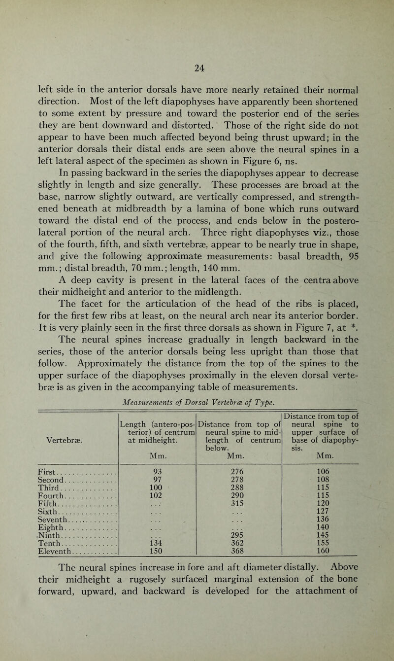 left side in the anterior dorsals have more nearly retained their normal direction. Most of the left diapophyses have apparently been shortened to some extent by pressure and toward the posterior end of the series they are bent downward and distorted. Those of the right side do not appear to have been much affected beyond being thrust upward; in the anterior dorsals their distal ends are seen above the neural spines in a left lateral aspect of the specimen as shown in Figure 6, ns. In passing backward in the series the diapophyses appear to decrease slightly in length and size generally. These processes are broad at the base, narrow slightly outward, are vertically compressed, and strength¬ ened beneath at midbreadth by a lamina of bone which runs outward toward the distal end of the process, and ends below in the postero¬ lateral portion of the neural arch. Three right diapophyses viz., those of the fourth, fifth, and sixth vertebrae, appear to be nearly true in shape, and give the following approximate measurements: basal breadth, 95 mm.; distal breadth, 70 mm.; length, 140 mm. A deep cavity is present in the lateral faces of the centra above their midheight and anterior to the midlength. The facet for the articulation of the head of the ribs is placed, for the first few ribs at least, on the neural arch near its anterior border. It is very plainly seen in the first three dorsals as shown in Figure 7, at *. The neural spines increase gradually in length backward in the series, those of the anterior dorsals being less upright than those that follow. Approximately the distance from the top of the spines to the upper surface of the diapophyses proximally in the eleven dorsal verte¬ brae is as given in the accompanying table of measurements. Measurements o_f Dorsal Vertebrae of Type. Vertebrse. Length (antero-pos- terior) of centrum at midheight. Mm. Distance from top of neural spine to mid¬ length of centrum below. Mm. Distance from top of neural spine to upper surface of base of diapophy¬ sis. Mm. First. 93 276 106 Second. 97 278 108 Third. 100 288 115 Fourth. 102 290 115 Fifth. 315 120 Sixth. 127 Seventh. 136 Eighth. 140 Ninth. 295 145 Tenth. 134 362 155 Eleventh. 150 368 160 The neural spines increase in fore and aft diameter distally. Above their midheight a rugosely surfaced marginal extension of the bone forward, upward, and backward is developed for the attachment of
