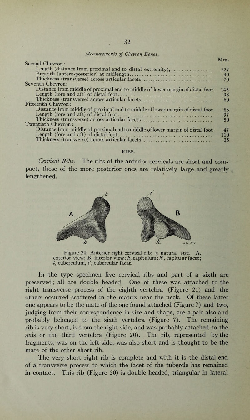 Measurements of Chevron Bones. Second Chevron: Length (distance from proximal end to distal extremity),. 227 Breadth (anteroposterior) at midlength. 40 Thickness (transverse) across articular facets. 70 Seventh Chevron: Distance from middle of proximal end to middle of lower margin of distal foot 145 Length (fore and aft) of distal foot. 93 Thickness (transverse) across articular facets. 60 Fifteenth Chevron: Distance from middle of proximal end to middle of lower margin of distal foot 88 Length (fore and aft) of distal foot. 97 Thickness (transverse) across articular facets. 50 Twentieth Chevron: Distance from middle of proximal end to middle of lower margin of distal foot 47 Length (fore and aft) of distal foot. 110 Thickness (transverse) across articular facets. 35 RIBS. Cervical Ribs. The ribs of the anterior cervicals are short and com¬ pact, those of the more posterior ones are relatively large and greatly lengthened. Figure 20. Anterior right cervical rib; | natural size. A, exterior view; B, interior view; h, capitulum; In', capitu ar facet; /, tuberculum, t', tubercular facet. In the type specimen five cervical ribs and part of a sixth are preserved; all are double headed. One of these was attached to the right transverse process of the eighth vertebra (Figure 21) and the others occurred scattered in the matrix near the neck. Of these latter one appears to be the mate of the one found attached (Figure 7) and two, judging from their correspondence in size and shape, are a pair also and probably belonged to the sixth vertebra (Figure 7). The remaining rib is very short, is from the right side, and was probably attached to the axis or the third vertebra (Figure 20). The rib, represented by the fragments, was on the left side, was also short and is thought to be the mate of the other short rib. The very short right rib is complete and with it is the distal end of a transverse process to which the facet of the tubercle has remained in contact. This rib (Figure 20) is double headed, triangular in lateral