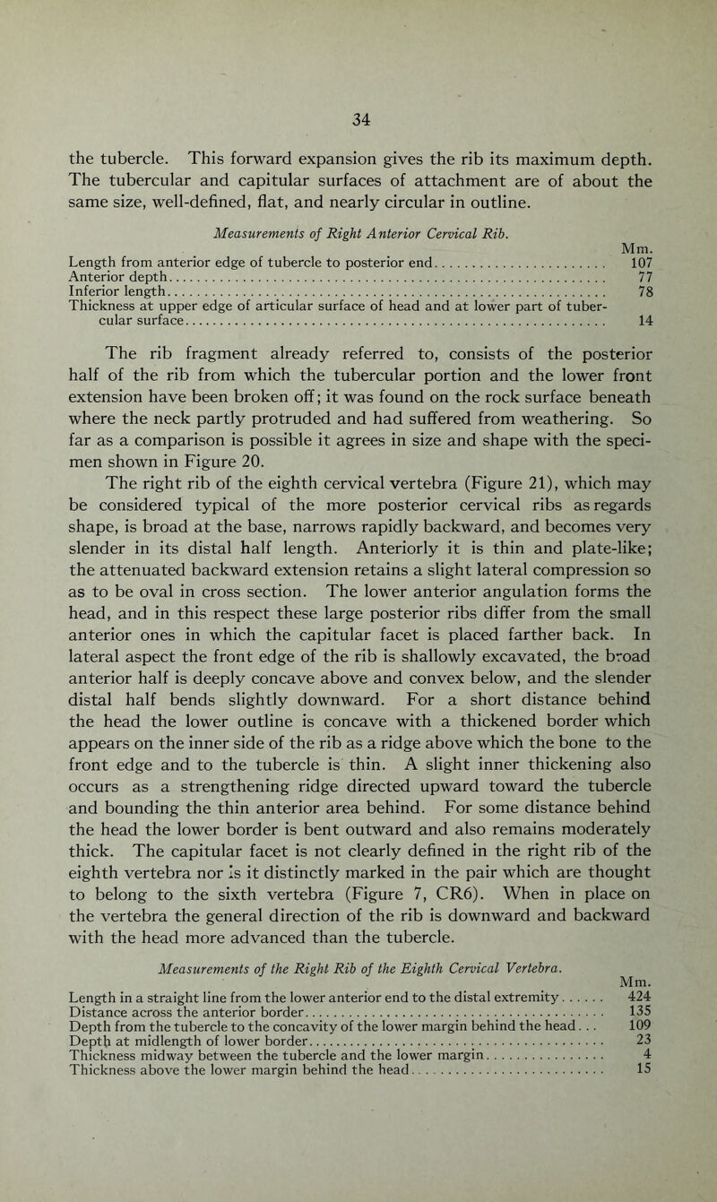 the tubercle. This forward expansion gives the rib its maximum depth. The tubercular and capitular surfaces of attachment are of about the same size, well-defined, flat, and nearly circular in outline. Measurements of Right Anterior Cervical Rib. Mm. Length from anterior edge of tubercle to posterior end. 107 Anterior depth. 77 Inferior length. 78 Thickness at upper edge of articular surface of head and at lower part of tuber¬ cular surface. 14 The rib fragment already referred to, consists of the posterior half of the rib from which the tubercular portion and the lower front extension have been broken off; it was found on the rock surface beneath where the neck partly protruded and had suffered from weathering. So far as a comparison is possible it agrees in size and shape with the speci¬ men shown in Figure 20. The right rib of the eighth cervical vertebra (Figure 21), which may be considered typical of the more posterior cervical ribs as regards shape, is broad at the base, narrows rapidly backward, and becomes very slender in its distal half length. Anteriorly it is thin and plate-like; the attenuated backward extension retains a slight lateral compression so as to be oval in cross section. The lower anterior angulation forms the head, and in this respect these large posterior ribs differ from the small anterior ones in which the capitular facet is placed farther back. In lateral aspect the front edge of the rib is shallowly excavated, the broad anterior half is deeply concave above and convex below, and the slender distal half bends slightly downward. For a short distance behind the head the lower outline is concave with a thickened border which appears on the inner side of the rib as a ridge above which the bone to the front edge and to the tubercle is thin. A slight inner thickening also occurs as a strengthening ridge directed upward toward the tubercle and bounding the thin anterior area behind. For some distance behind the head the lower border is bent outward and also remains moderately thick. The capitular facet is not clearly defined in the right rib of the eighth vertebra nor is it distinctly marked in the pair which are thought to belong to the sixth vertebra (Figure 7, CR6). When in place on the vertebra the general direction of the rib is downward and backward with the head more advanced than the tubercle. Measurements of the Right Rib of the Eighth Cervical Vertebra. Mm. Length in a straight line from the lower anterior end to the distal extremity. 424 Distance across the anterior border. 135 Depth from the tubercle to the concavity of the lower margin behind the head. .. 109 Depth at midlength of lower border... 23 Thickness midway between the tubercle and the lower margin. 4 Thickness above the lower margin behind the head. 15