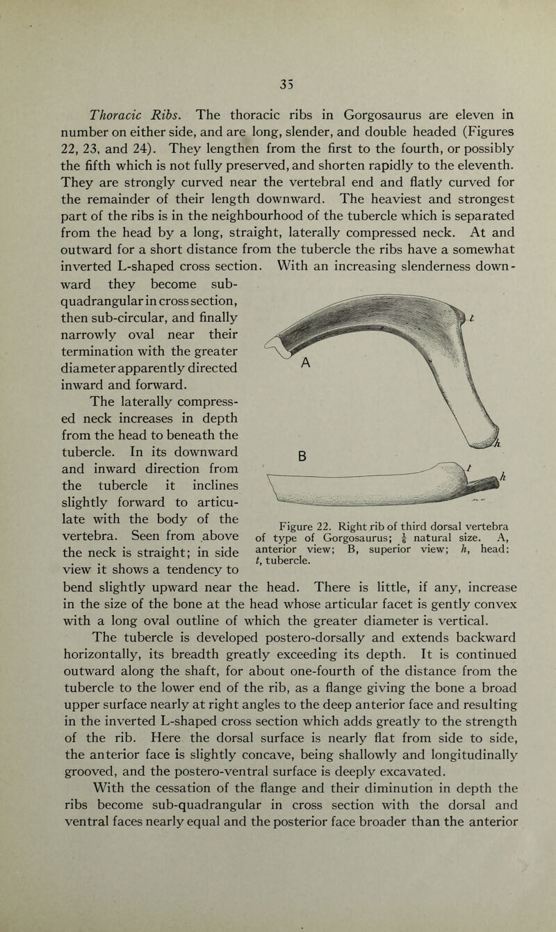 Thoracic Ribs. The thoracic ribs in Gorgosaurus are eleven in number on either side, and are long, slender, and double headed (Figures 22, 23, and 24). They lengthen from the first to the fourth, or possibly the fifth which is not fully preserved, and shorten rapidly to the eleventh. They are strongly curved near the vertebral end and flatly curved for the remainder of their length downward. The heaviest and strongest part of the ribs is in the neighbourhood of the tubercle which is separated from the head by a long, straight, laterally compressed neck. At and outward for a short distance from the tubercle the ribs have a somewhat inverted L-shaped cross section. With an increasing slenderness down¬ ward they become sub- quadrangular in cross section, then sub-circular, and finally narrowly oval near their termination with the greater diameter apparently directed inward and forward. The laterally compress¬ ed neck increases in depth from the head to beneath the tubercle. In its downward and inward direction from the tubercle it inclines slightly forward to articu¬ late with the body of the vertebra. Seen from above the neck is straight; in side view it shows a tendency to bend slightly upward near the head. There is little, if any, increase in the size of the bone at the head whose articular facet is gently convex with a long oval outline of which the greater diameter is vertical. The tubercle is developed postero-dorsally and extends backward horizontally, its breadth greatly exceeding its depth. It is continued outward along the shaft, for about one-fourth of the distance from the tubercle to the lower end of the rib, as a flange giving the bone a broad upper surface nearly at right angles to the deep anterior face and resulting in the inverted L-shaped cross section which adds greatly to the strength of the rib. Here the dorsal surface is nearly flat from side to side, the anterior face is slightly concave, being shallowly and longitudinally grooved, and the postero-ventral surface is deeply excavated. With the cessation of the flange and their diminution in depth the ribs become sub-quadrangular in cross section with the dorsal and ventral faces nearly equal and the posterior face broader than the anterior Figure 22. Right rib of third dorsal vertebra of type of Gorgosaurus; | natural size. A, anterior view; B, superior view; h, head; t, tubercle.