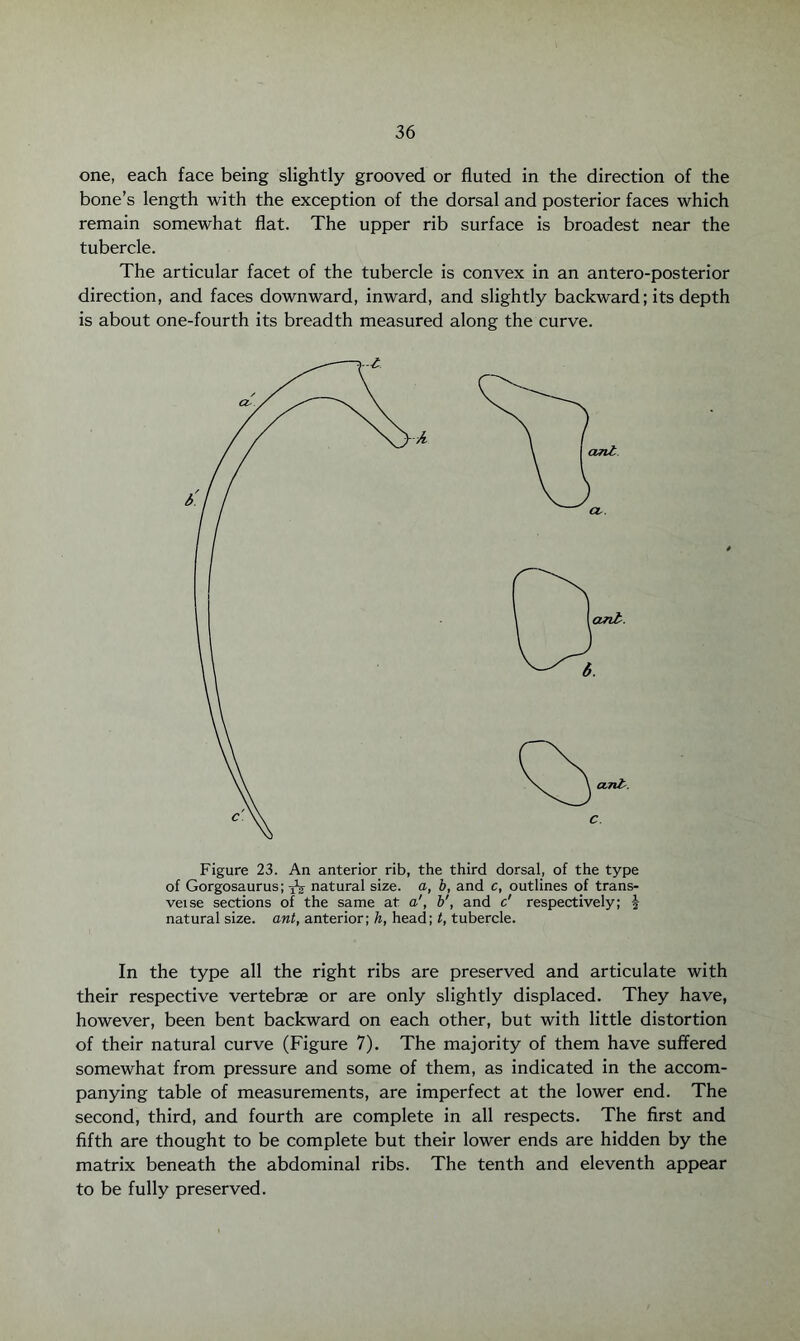 one, each face being slightly grooved or fluted in the direction of the bone’s length with the exception of the dorsal and posterior faces which remain somewhat flat. The upper rib surface is broadest near the tubercle. The articular facet of the tubercle is convex in an antero-posterior direction, and faces downward, inward, and slightly backward; its depth is about one-fourth its breadth measured along the curve. Figure 23. An anterior rib, the third dorsal, of the type of Gorgosaurus; natural size, a, b, and c, outlines of trans- vet se sections of the same at a', b', and o' respectively; | natural size, ant, anterior; h, head; t, tubercle. In the type all the right ribs are preserved and articulate with their respective vertebrae or are only slightly displaced. They have, however, been bent backward on each other, but with little distortion of their natural curve (Figure 7). The majority of them have suffered somewhat from pressure and some of them, as indicated in the accom¬ panying table of measurements, are imperfect at the lower end. The second, third, and fourth are complete in all respects. The first and fifth are thought to be complete but their lower ends are hidden by the matrix beneath the abdominal ribs. The tenth and eleventh appear to be fully preserved.