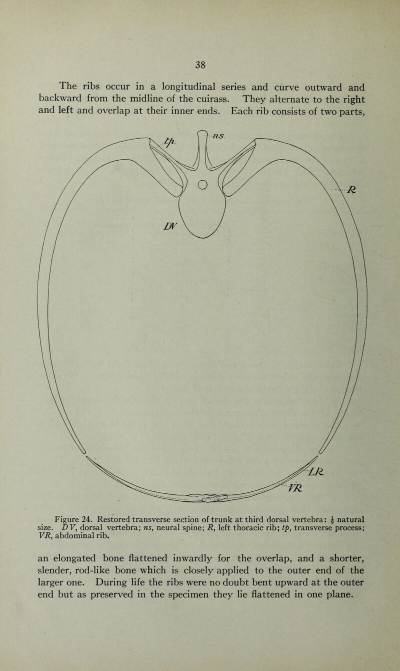 The ribs occur in a longitudinal series and curve outward and backward from the midline of the cuirass. They alternate to the right and left and overlap at their inner ends. Each rib consists of two parts, Figure 24. Restored transverse section of trunk at third dorsal vertebra: J natural size. DV, dorsal vertebra; ns, neural spine; R, left thoracic rib; tp, transverse process; VR, abdominal rib. an elongated bone flattened inwardly for the overlap, and a shorter, slender, rod-like bone which is closely applied to the outer end of the larger one. During life the ribs were no doubt bent upward at the outer end but as preserved in the specimen they lie flattened in one plane.