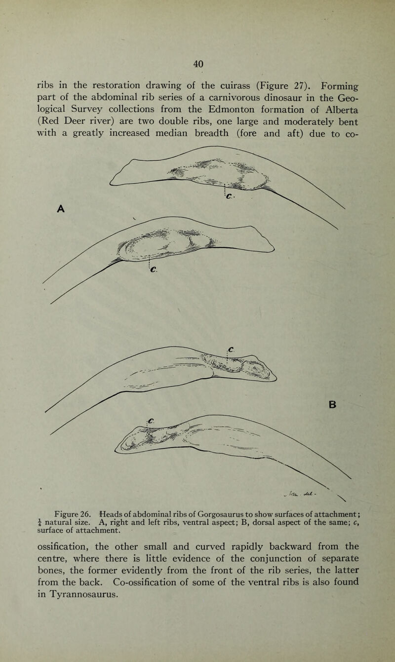 ribs in the restoration drawing of the cuirass (Figure 27). Forming part of the abdominal rib series of a carnivorous dinosaur in the Geo¬ logical Survey collections from the Edmonton formation of Alberta (Red Deer river) are two double ribs, one large and moderately bent with a greatly increased median breadth (fore and aft) due to co- Figure 26. Heads of abdominal ribs of Gorgosaurus to show surfaces of attachment; ; natural size. A, right and left ribs, ventral aspect; B, dorsal aspect of the same; c, surface of attachment. ossification, the other small and curved rapidly backward from the centre, where there is little evidence of the conjunction of separate bones, the former evidently from the front of the rib series, the latter from the back. Co-ossification of some of the ventral ribs is also found in Tyrannosaurus.