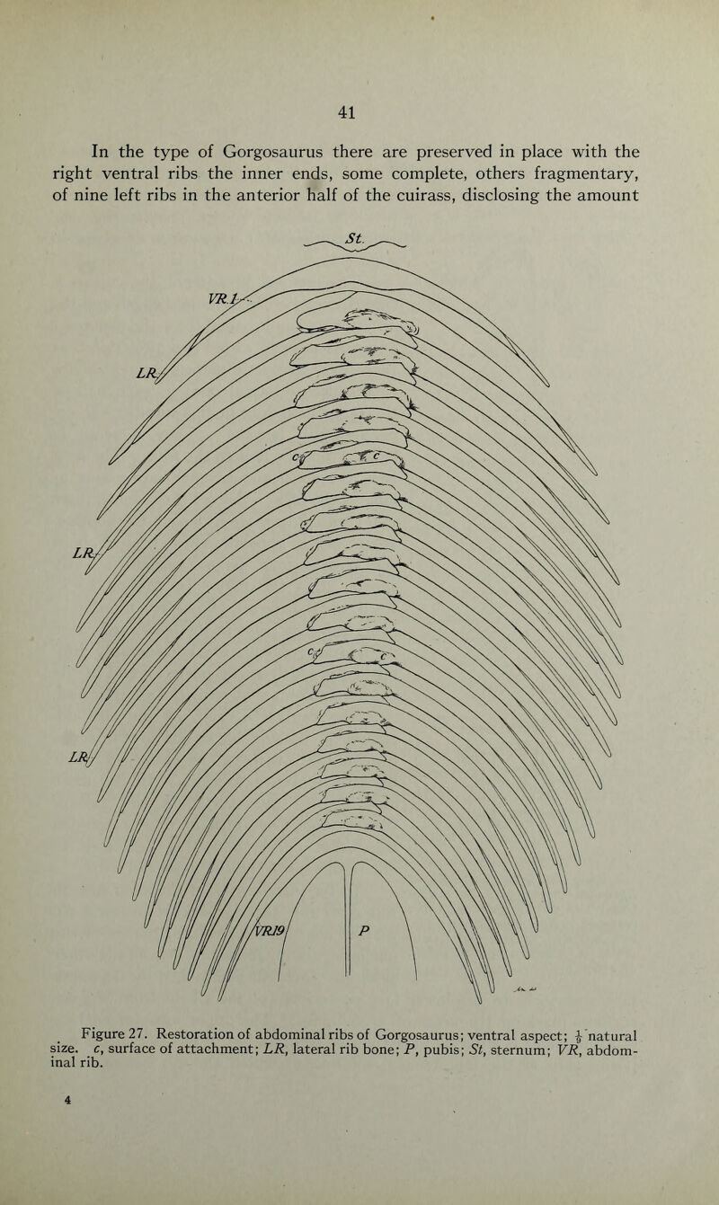 In the type of Gorgosaurus there are preserved in place with the right ventral ribs the inner ends, some complete, others fragmentary, of nine left ribs in the anterior half of the cuirass, disclosing the amount Figure 27. Restoration of abdominal ribs of Gorgosaurus; ventral aspect; ^natural size, c, surface of attachment; LR, lateral rib bone; P, pubis; St, sternum; VR, abdom¬ inal rib. 4