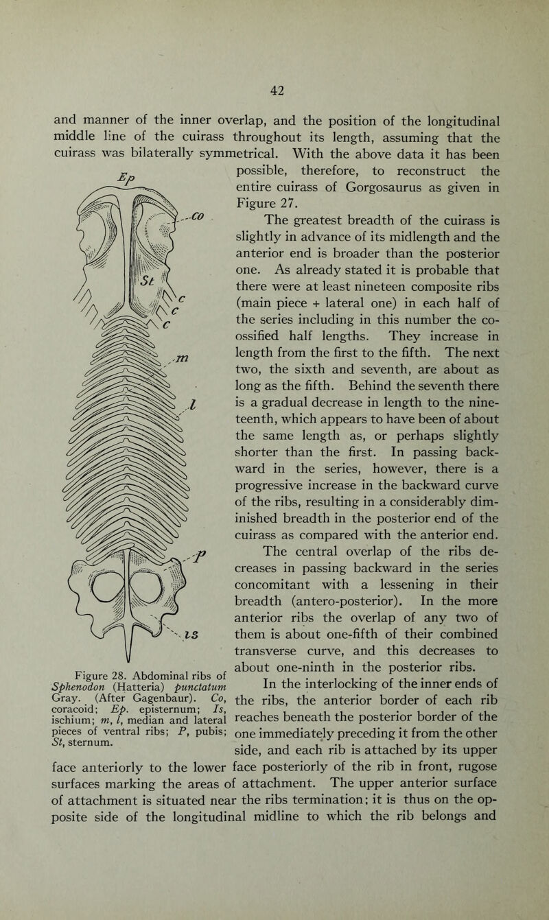 Ep and manner of the inner overlap, and the position of the longitudinal middle line of the cuirass throughout its length, assuming that the cuirass was bilaterally symmetrical. With the above data it has been possible, therefore, to reconstruct the entire cuirass of Gorgosaurus as given in Figure 27. The greatest breadth of the cuirass is slightly in advance of its midlength and the anterior end is broader than the posterior one. As already stated it is probable that there were at least nineteen composite ribs (main piece + lateral one) in each half of the series including in this number the co¬ ossified half lengths. They increase in length from the first to the fifth. The next two, the sixth and seventh, are about as long as the fifth. Behind the seventh there is a gradual decrease in length to the nine¬ teenth, which appears to have been of about the same length as, or perhaps slightly shorter than the first. In passing back¬ ward in the series, however, there is a progressive increase in the backward curve of the ribs, resulting in a considerably dim¬ inished breadth in the posterior end of the cuirass as compared with the anterior end. The central overlap of the ribs de¬ creases in passing backward in the series concomitant with a lessening in their breadth (antero-posterior). In the more anterior ribs the overlap of any two of them is about one-fifth of their combined transverse curve, and this decreases to _. about one-ninth in the posterior ribs. Figure 28. Abdominal ribs of Sphenodon (Hatteria) punctatum Gray. (After Gagenbaur). Co, coracoid; Ep. episternum; Is, , , , , . . c . ischium; m, l, median and lateral reaches beneath the posterior border of the pieces of ventral ribs; P, pubis; one immediately preceding it from the other side, and each rib is attached by its upper face anteriorly to the lower face posteriorly of the rib in front, rugose surfaces marking the areas of attachment. The upper anterior surface of attachment is situated near the ribs termination; it is thus on the op¬ posite side of the longitudinal midline to which the rib belongs and In the interlocking of the inner ends of the ribs, the anterior border of each rib