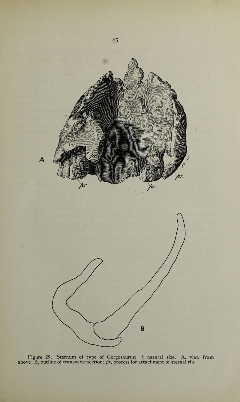 Figure 29. Sternum of type of Gorgosaurus; j natural size. A, view from above; B, outline of transverse section; pr, process for attachment of sternal rib.