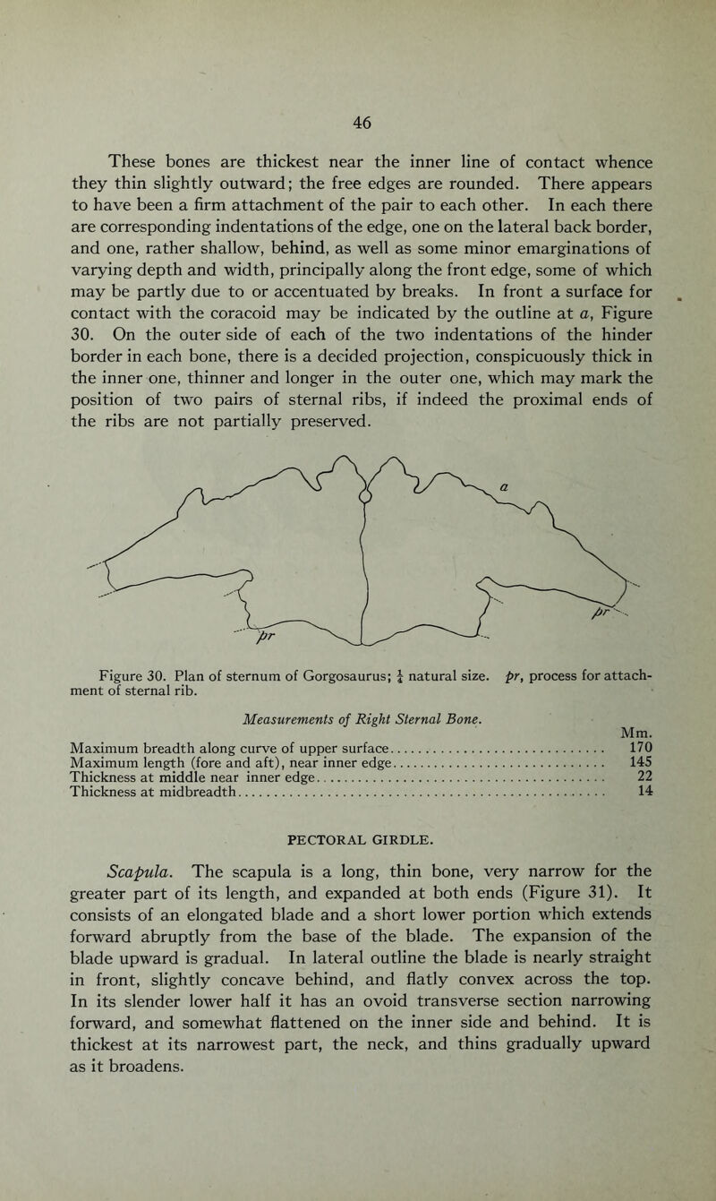 These bones are thickest near the inner line of contact whence they thin slightly outward; the free edges are rounded. There appears to have been a firm attachment of the pair to each other. In each there are corresponding indentations of the edge, one on the lateral back border, and one, rather shallow, behind, as well as some minor emarginations of varying depth and width, principally along the front edge, some of which may be partly due to or accentuated by breaks. In front a surface for contact with the coracoid may be indicated by the outline at a, Figure 30. On the outer side of each of the two indentations of the hinder border in each bone, there is a decided projection, conspicuously thick in the inner one, thinner and longer in the outer one, which may mark the position of two pairs of sternal ribs, if indeed the proximal ends of the ribs are not partially preserved. Figure 30. Plan of sternum of Gorgosaurus; j natural size, pr, process for attach¬ ment of sternal rib. Measurements of Right Sternal Bone. Mm. Maximum breadth along curve of upper surface. 170 Maximum length (fore and aft), near inner edge. 145 Thickness at middle near inner edge. 22 Thickness at midbreadth. 14 PECTORAL GIRDLE. Scapula. The scapula is a long, thin bone, very narrow for the greater part of its length, and expanded at both ends (Figure 31). It consists of an elongated blade and a short lower portion which extends forward abruptly from the base of the blade. The expansion of the blade upward is gradual. In lateral outline the blade is nearly straight in front, slightly concave behind, and flatly convex across the top. In its slender lower half it has an ovoid transverse section narrowing forward, and somewhat flattened on the inner side and behind. It is thickest at its narrowest part, the neck, and thins gradually upward as it broadens.