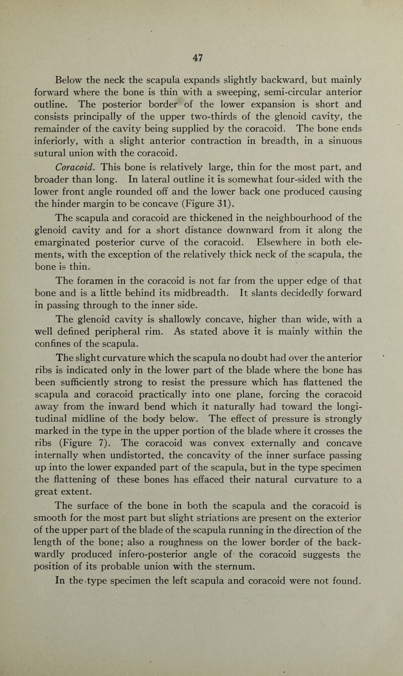Below the neck the scapula expands slightly backward, but mainly forward where the bone is thin with a sweeping, semi-circular anterior outline. The posterior border of the lower expansion is short and consists principally of the upper two-thirds of the glenoid cavity, the remainder of the cavity being supplied by the coracoid. The bone ends inferiorly, with a slight anterior contraction in breadth, in a sinuous sutural union with the coracoid. Coracoid. This bone is relatively large, thin for the most part, and broader than long. In lateral outline it is somewhat four-sided with the lower front angle rounded off and the lower back one produced causing the hinder margin to be concave (Figure 31). The scapula and coracoid are thickened in the neighbourhood of the glenoid cavity and for a short distance downward from it along the emarginated posterior curve of the coracoid. Elsewhere in both ele¬ ments, with the exception of the relatively thick neck of the scapula, the bone is thin. The foramen in the coracoid is not far from the upper edge of that bone and is a little behind its midbreadth. It slants decidedly forward in passing through to the inner side. The glenoid cavity is shallowly concave, higher than wide, with a well defined peripheral rim. As stated above it is mainly within the confines of the scapula. The slight curvature which the scapula no doubt had over the anterior ribs is indicated only in the lower part of the blade where the bone has been sufficiently strong to resist the pressure which has flattened the scapula and coracoid practically into one plane, forcing the coracoid away from the inward bend which it naturally had toward the longi¬ tudinal midline of the body below. The effect of pressure is strongly marked in the type in the upper portion of the blade where it crosses the ribs (Figure 7). The coracoid was convex externally and concave internally when undistorted, the concavity of the inner surface passing up into the lower expanded part of the scapula, but in the type specimen the flattening of these bones has effaced their natural curvature to a great extent. The surface of the bone in both the scapula and the coracoid is smooth for the most part but slight striations are present on the exterior of the upper part of the blade of the scapula running in the direction of the length of the bone; also a roughness on the lower border of the back- wardly produced infero-posterior angle of the coracoid suggests the position of its probable union with the sternum. In the type specimen the left scapula and coracoid were not found.